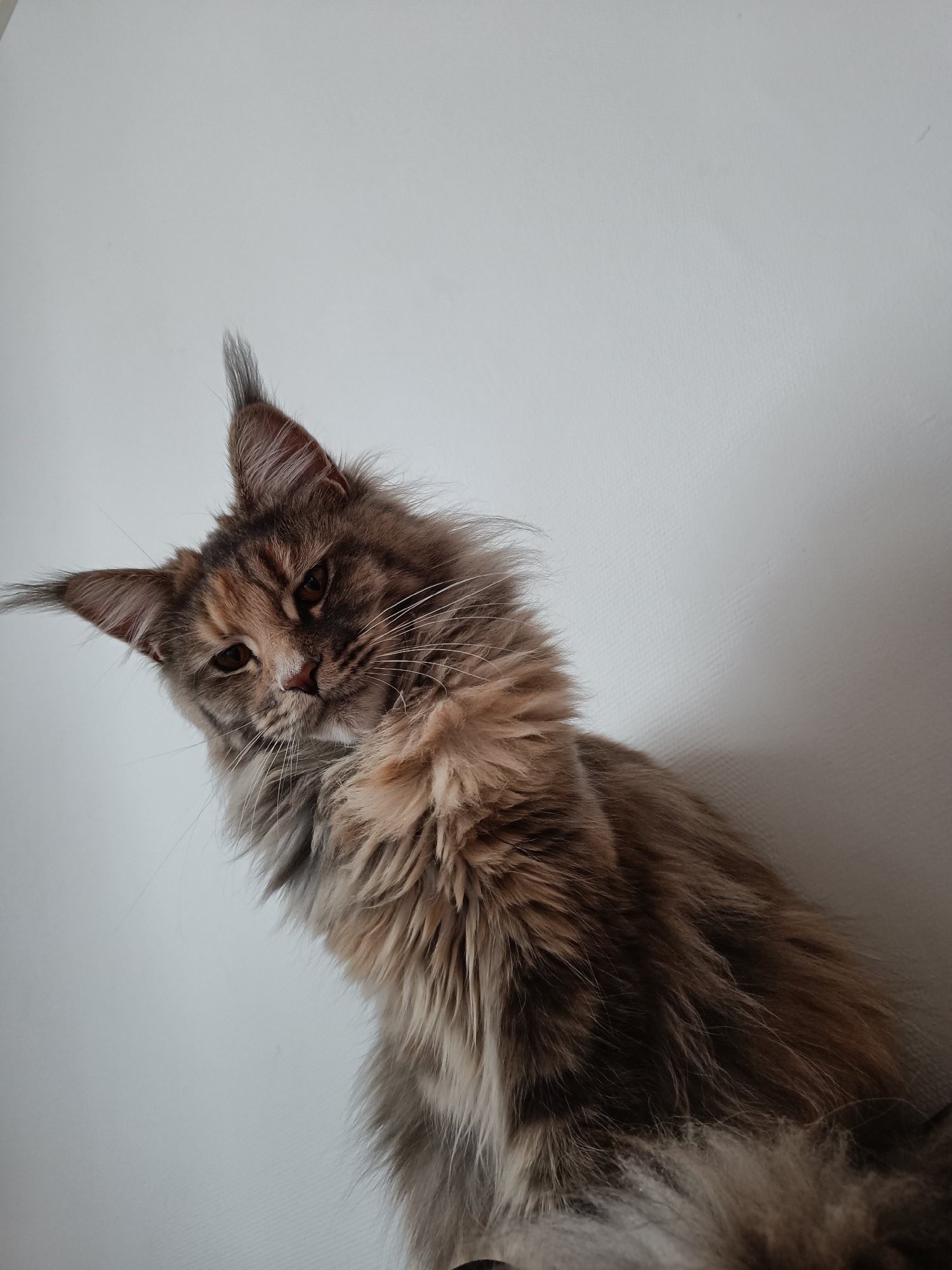 Maine Coon cat spotted against wall in Leuven