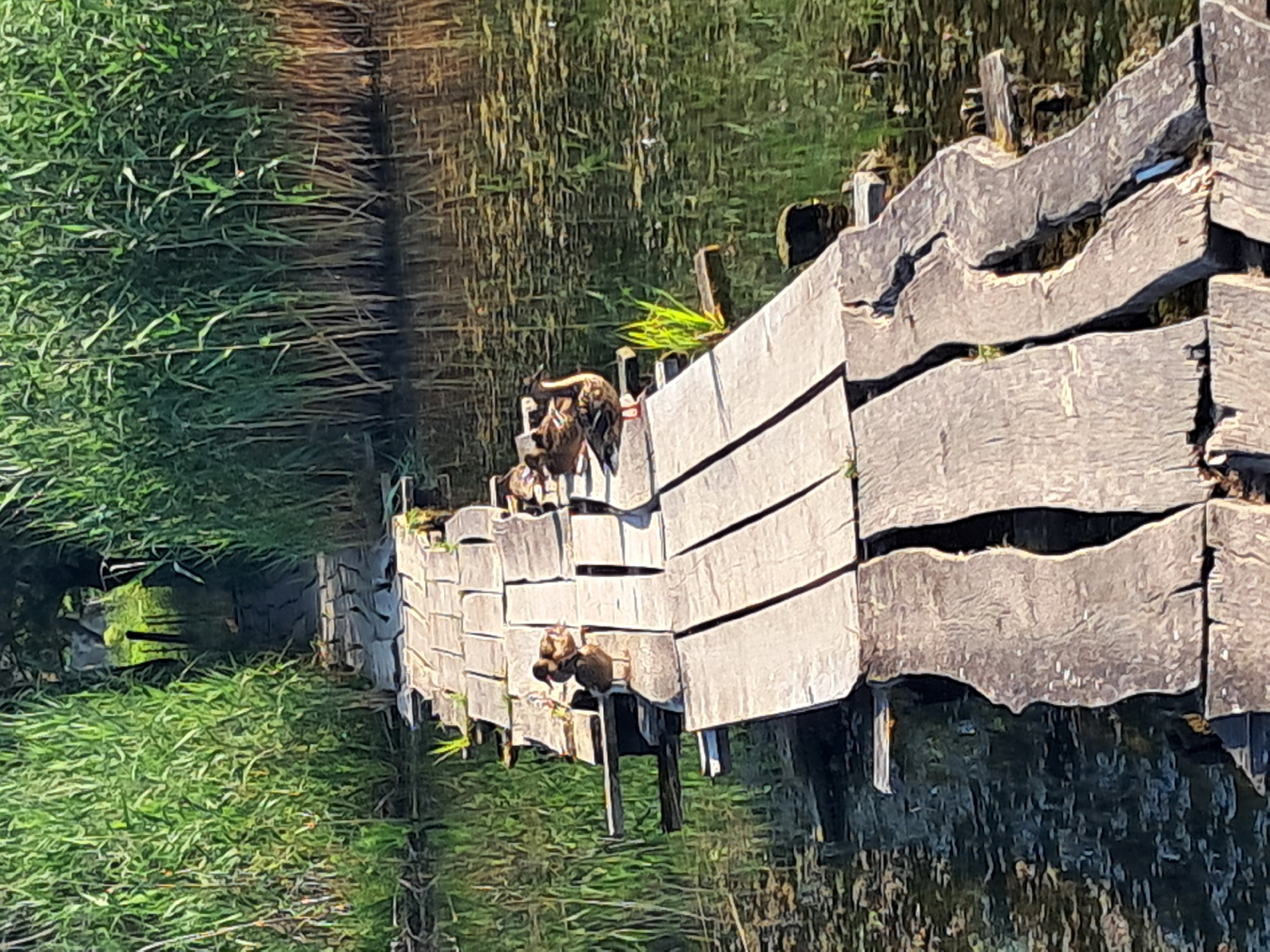 Ducks on a quiet reed-lined lake in rural Ukraine
