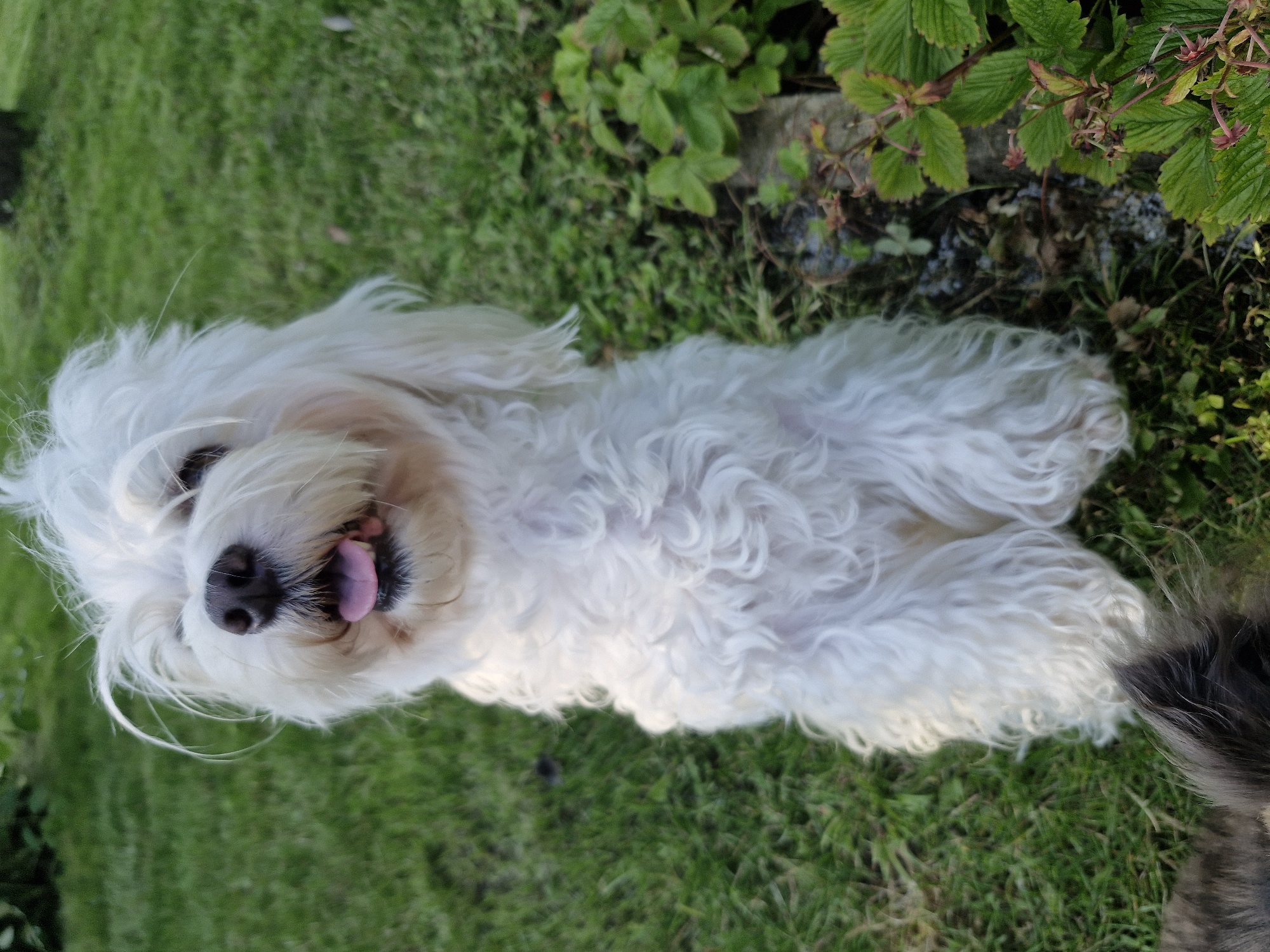 Dogs and garden blooms on a summer afternoon in Klaipėda