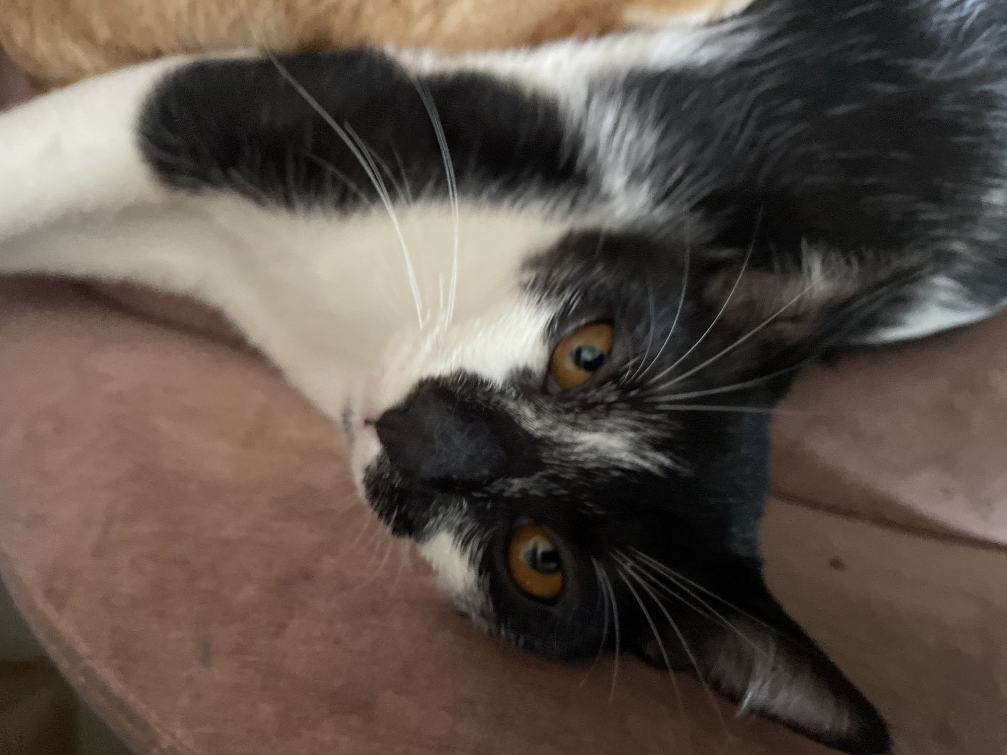 Cats nap on pink furniture in Denpasar home