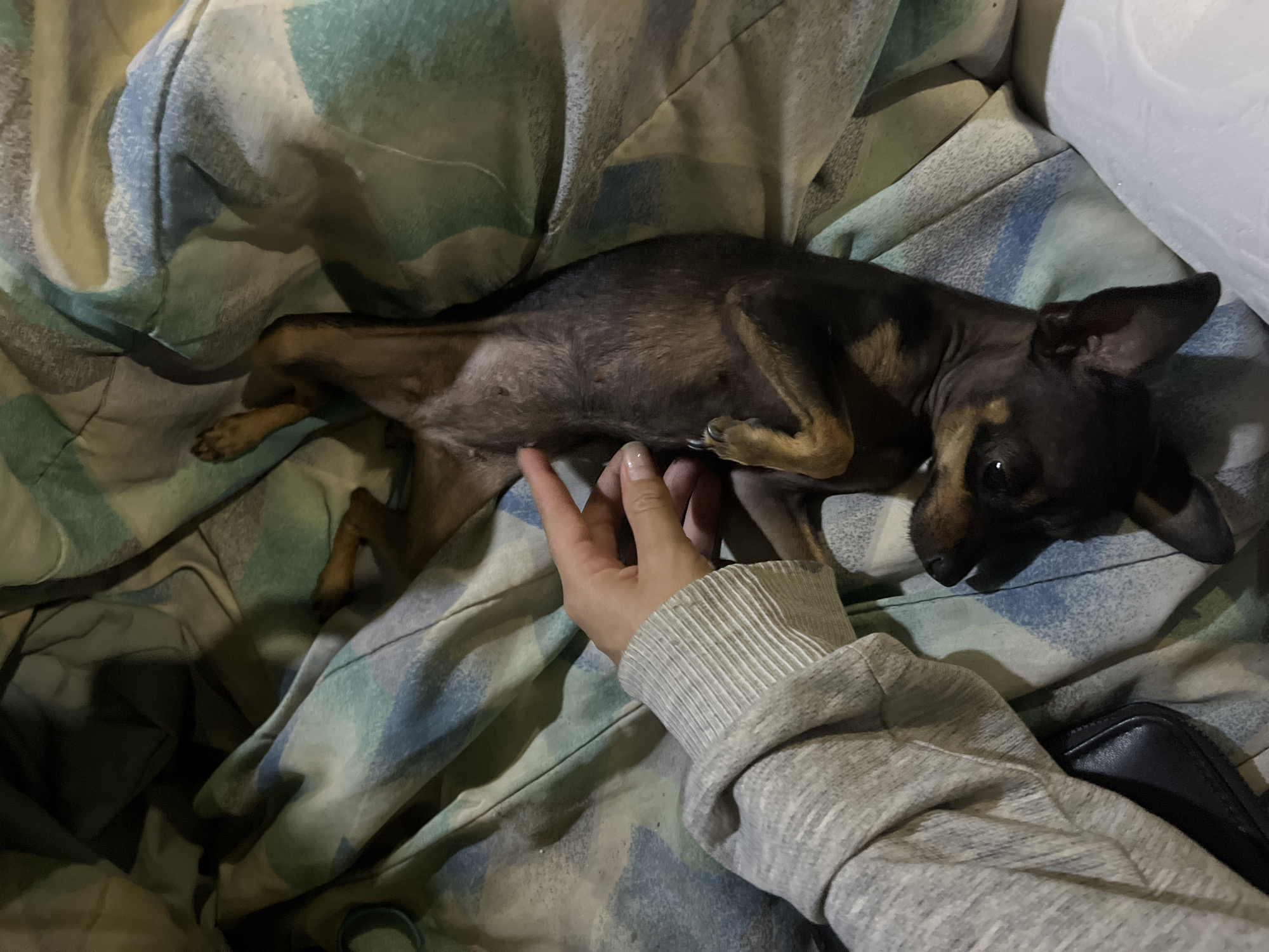 Late-night home life with two dogs in Juan Griego