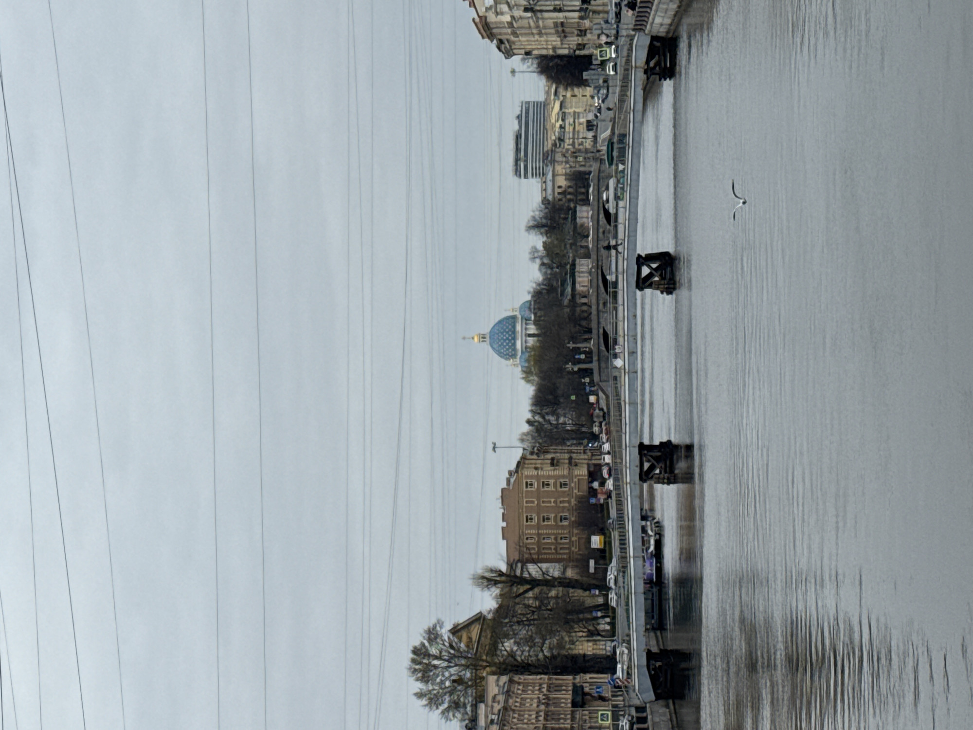 Seagull spotted walking near Saint Petersburg waterway under overcast skies