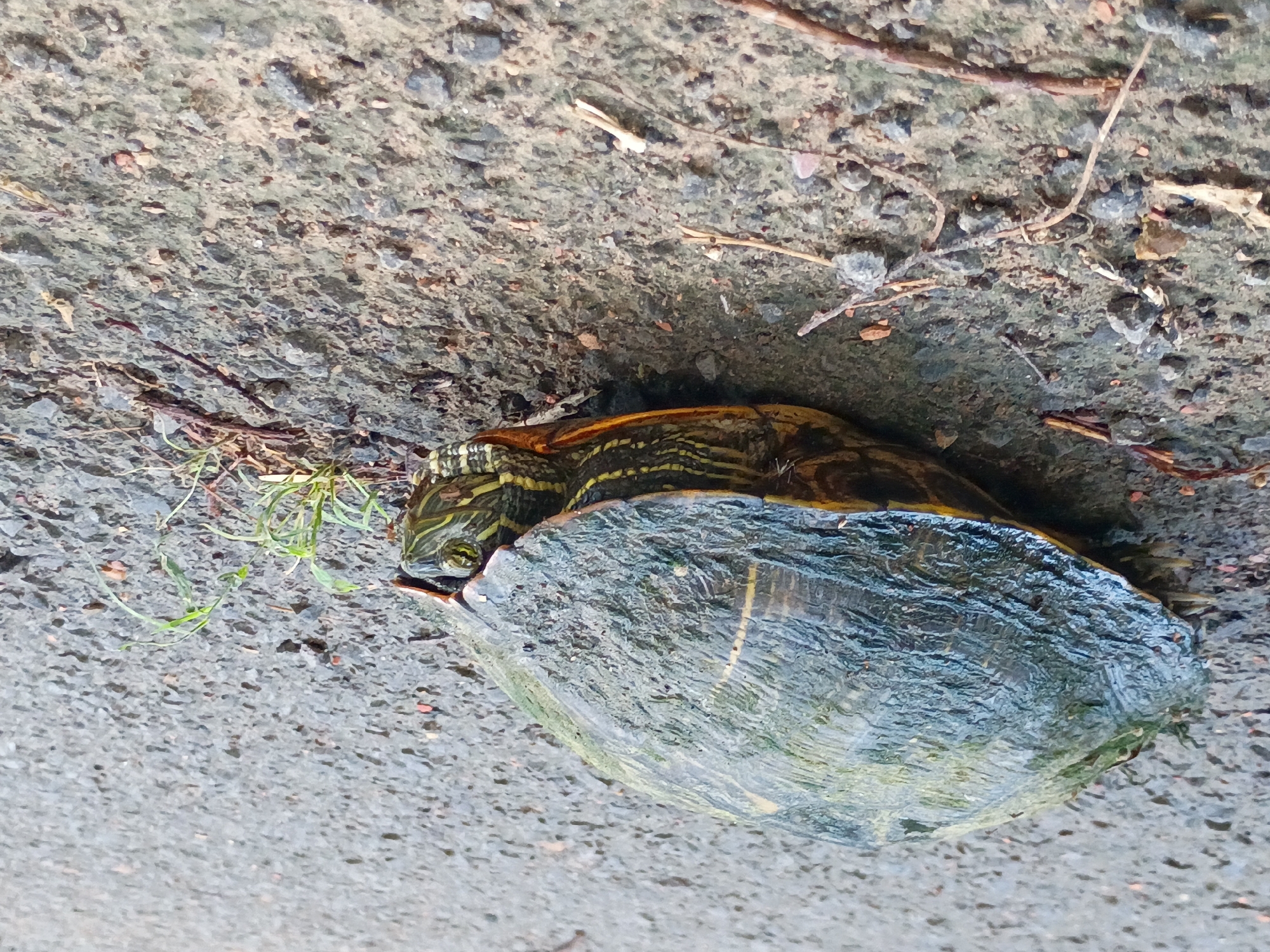 Turtle spotted on pavement in Clarksville