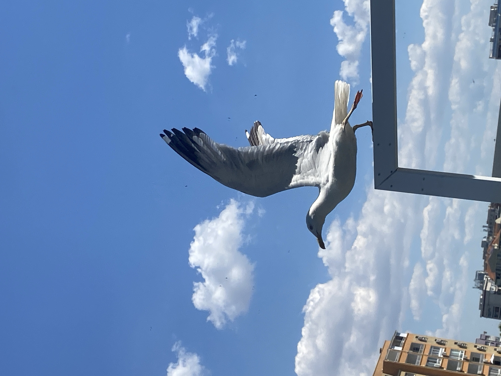 Seagull on a metal structure, Burgas coast