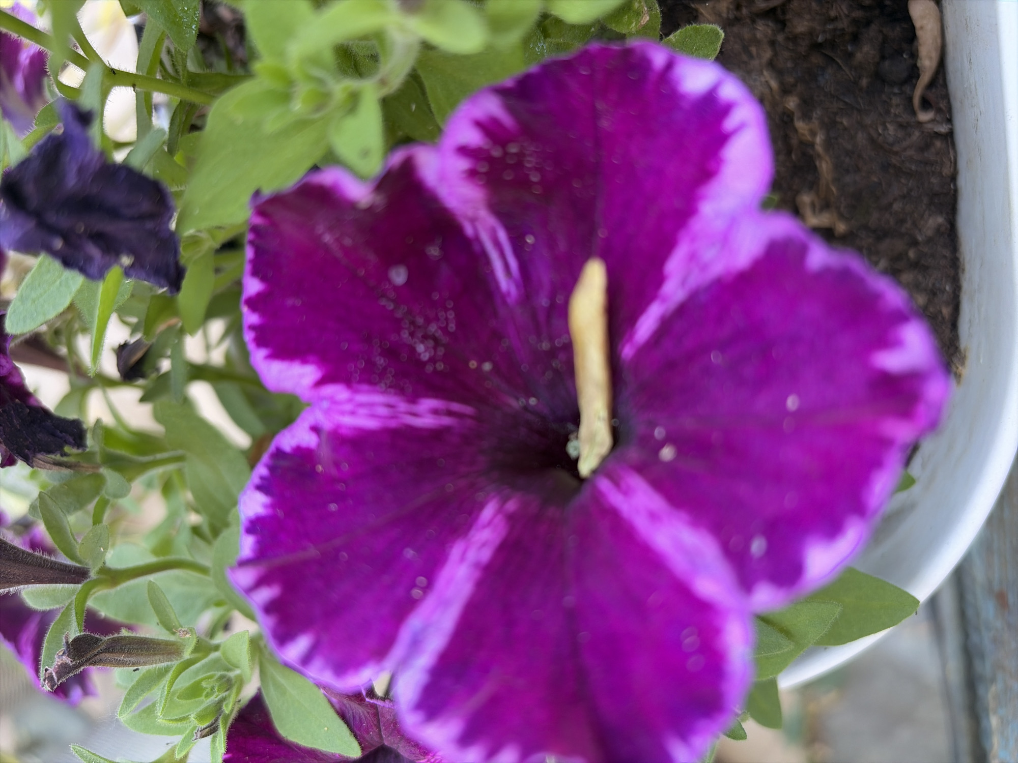 Garden flowers in close-up, Nesebar, Bulgaria