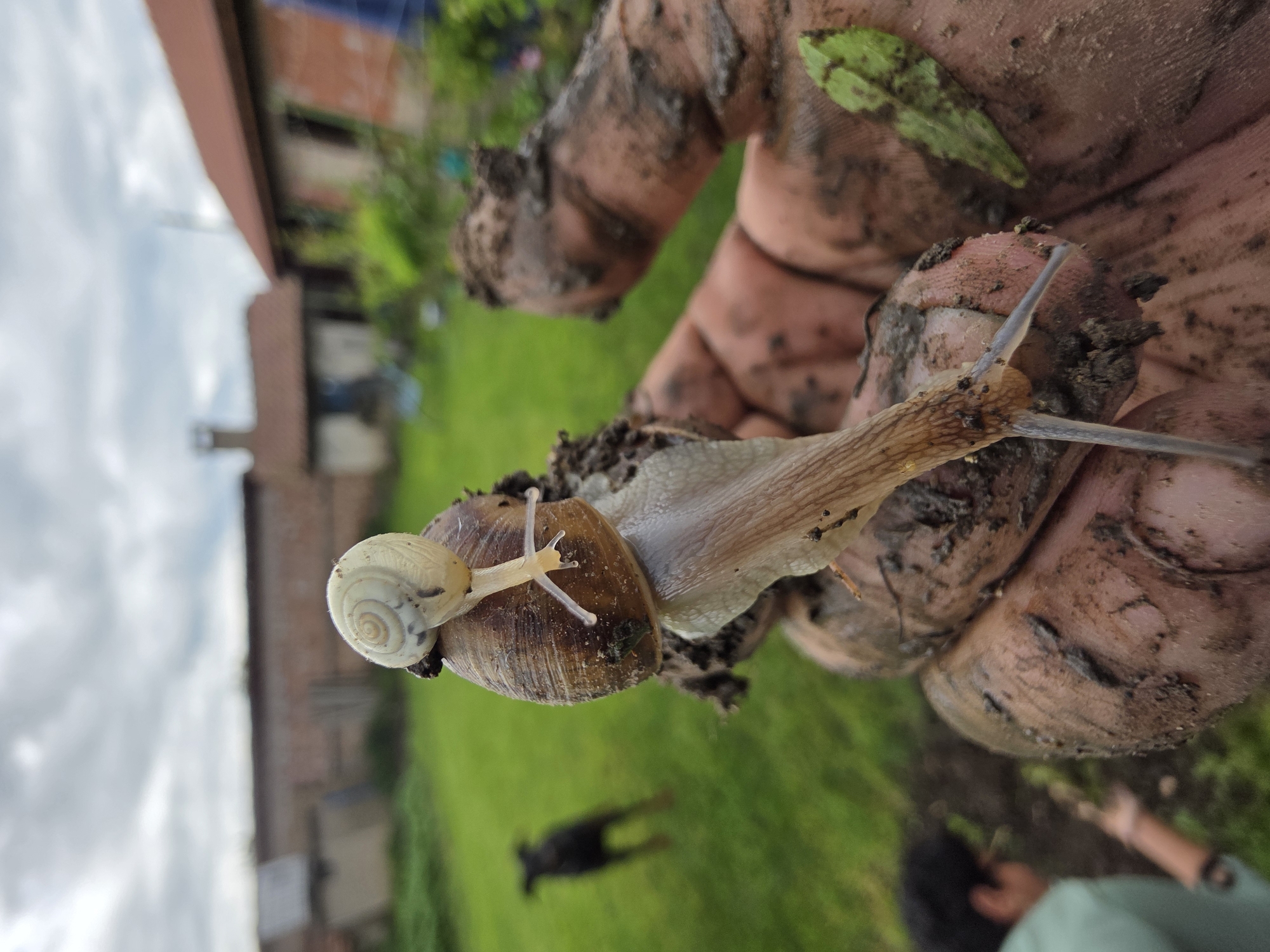 Rural moments captured in Staroseltsi: snails and dog observed