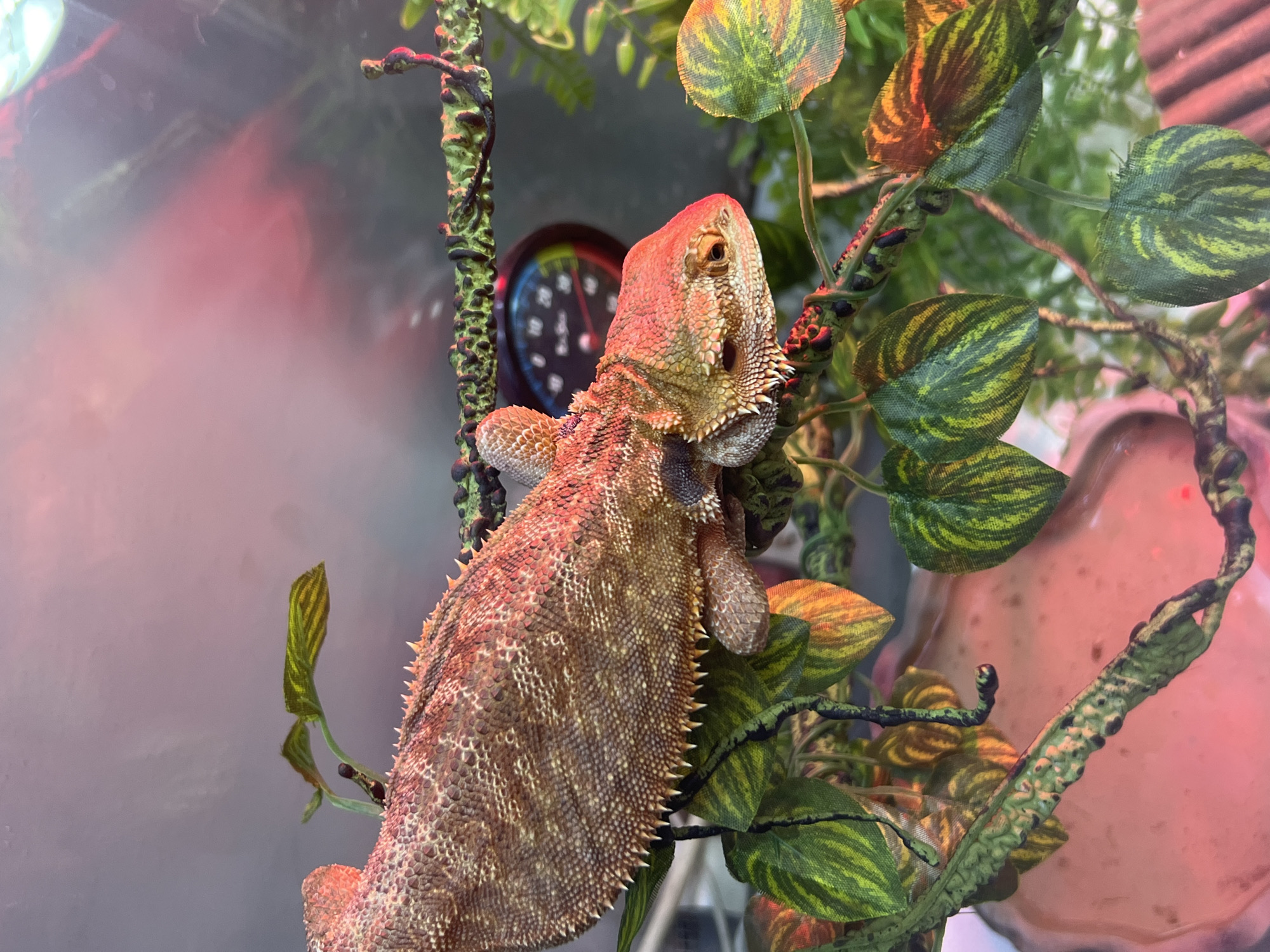 Tattooed person handles bearded dragon in Stara Zagora terrarium
