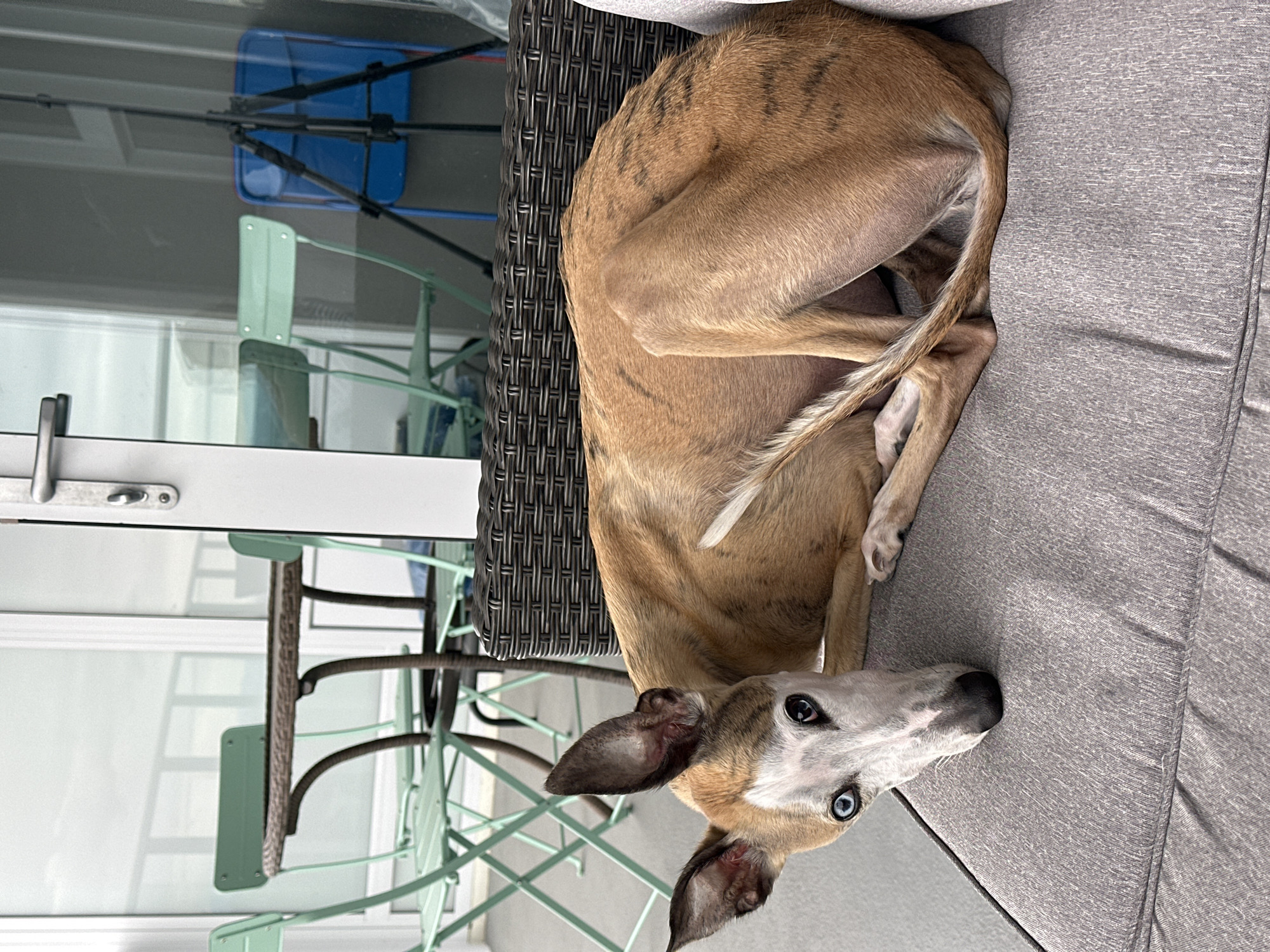 Blue-eyed whippet and a black cat at home