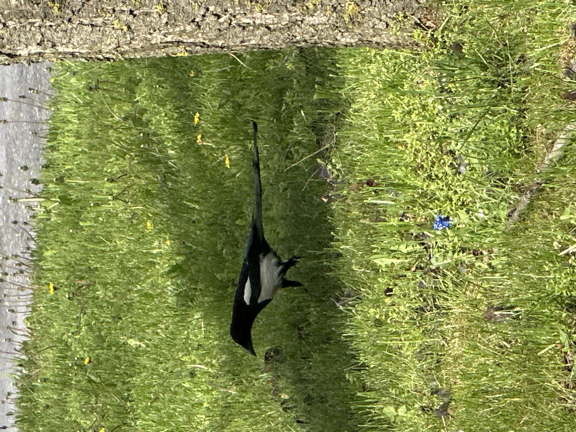 Spring wildlife and urban scenes observed in Stavropol, Russia