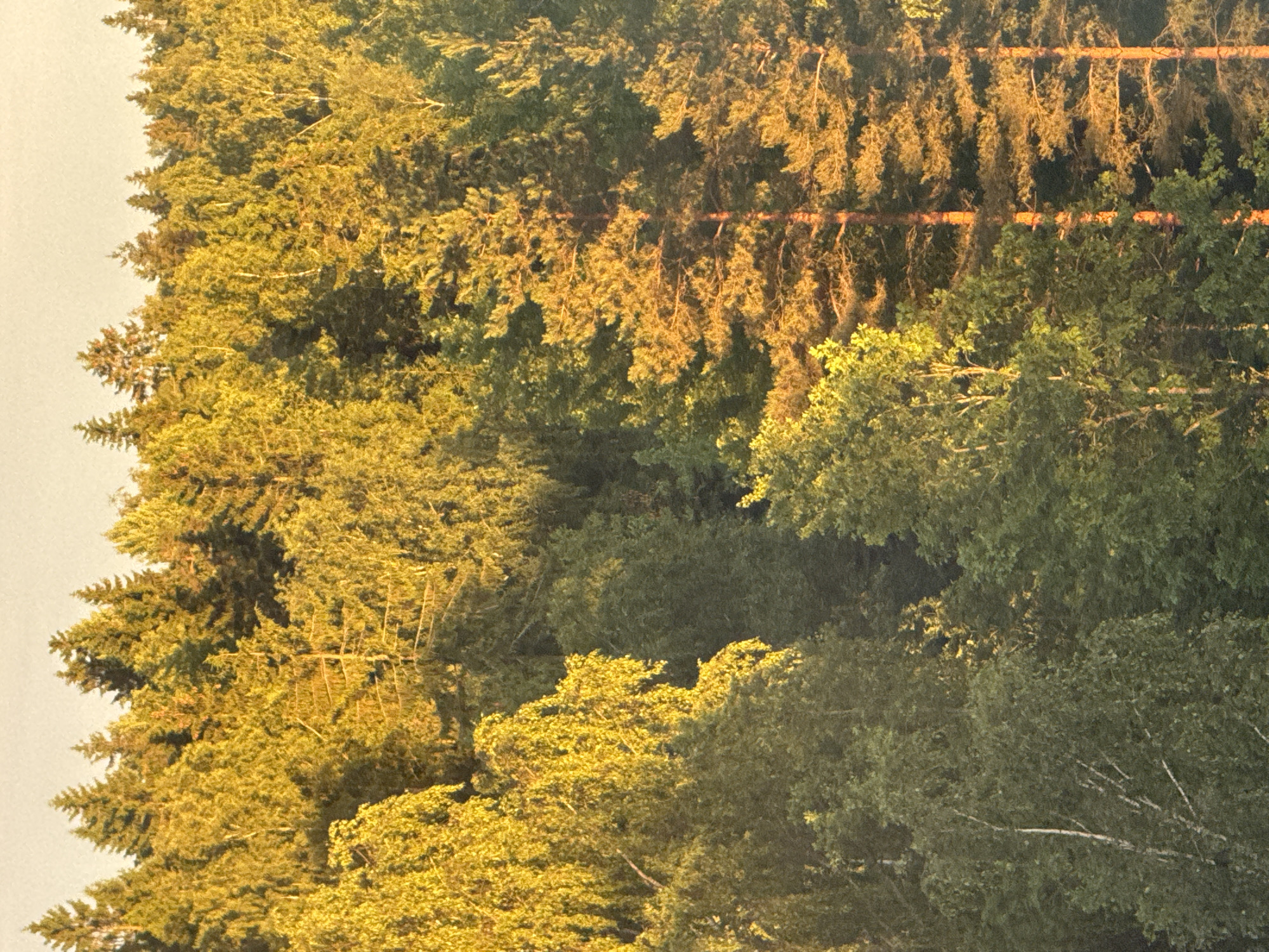 Sunset at a forest-edged apartment complex, early evening