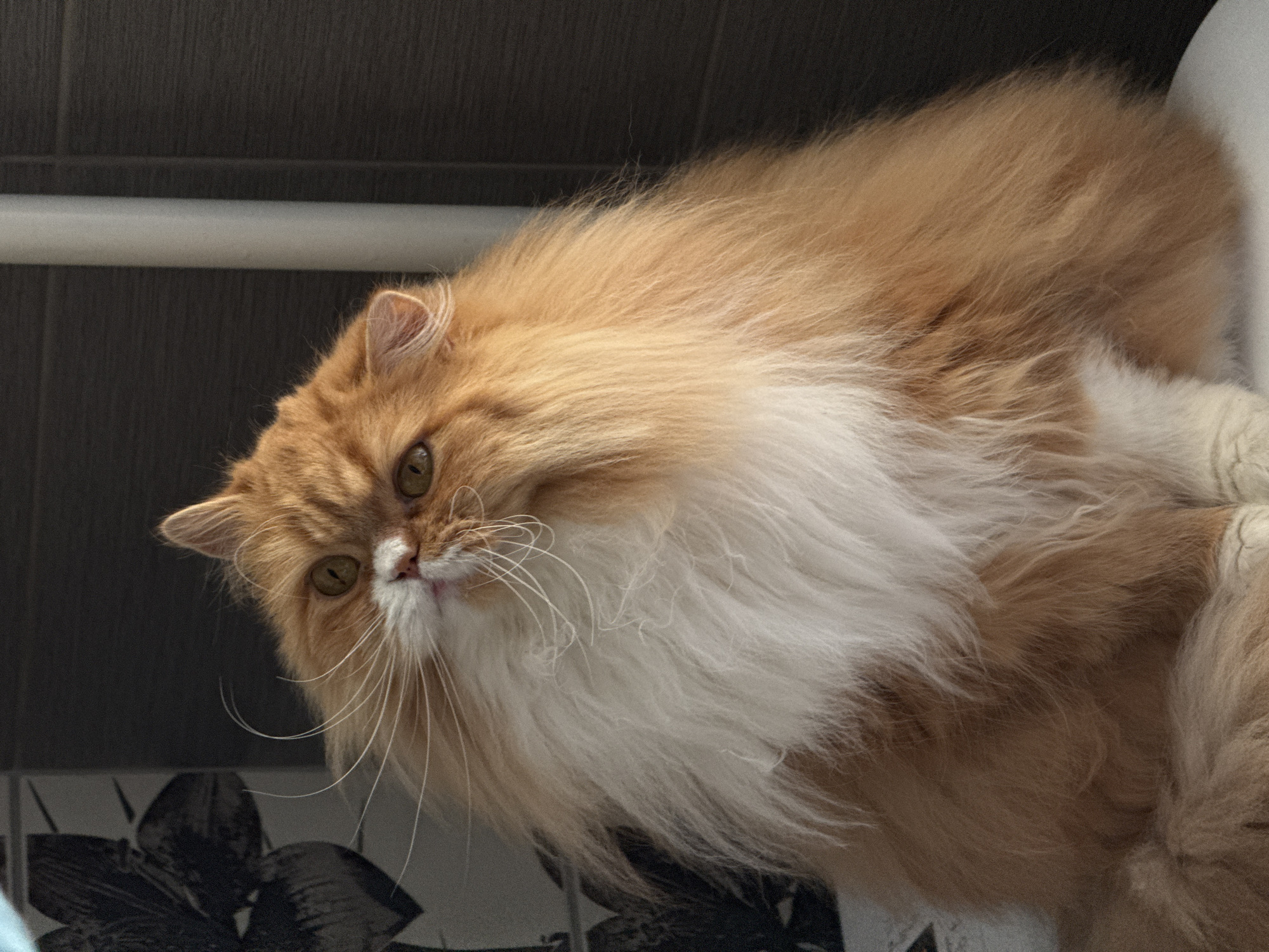 Orange cat with green eyes spotted in Krasnoyarsk