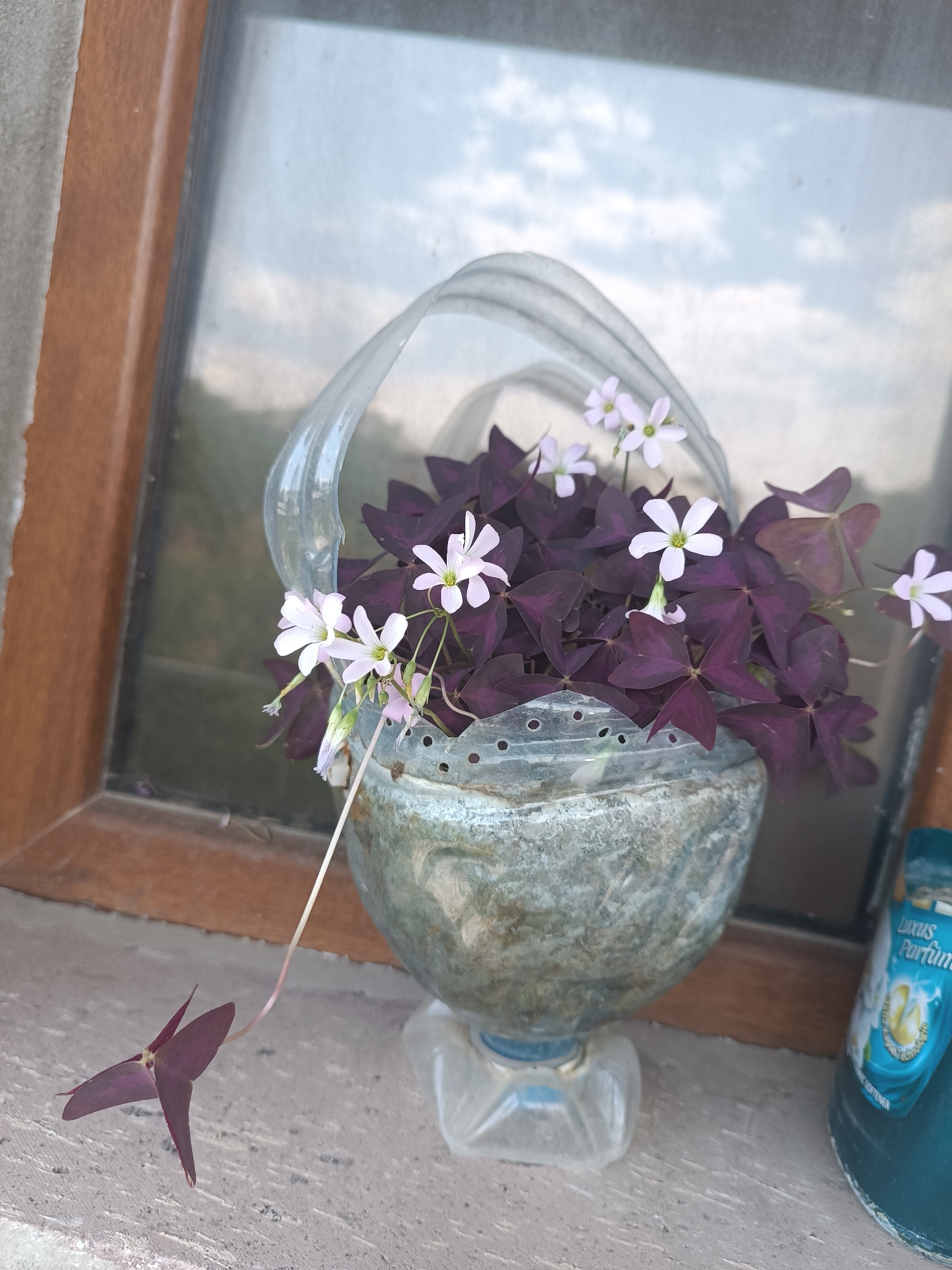 Summer garden in Talin, Armenia, mid-season and growing