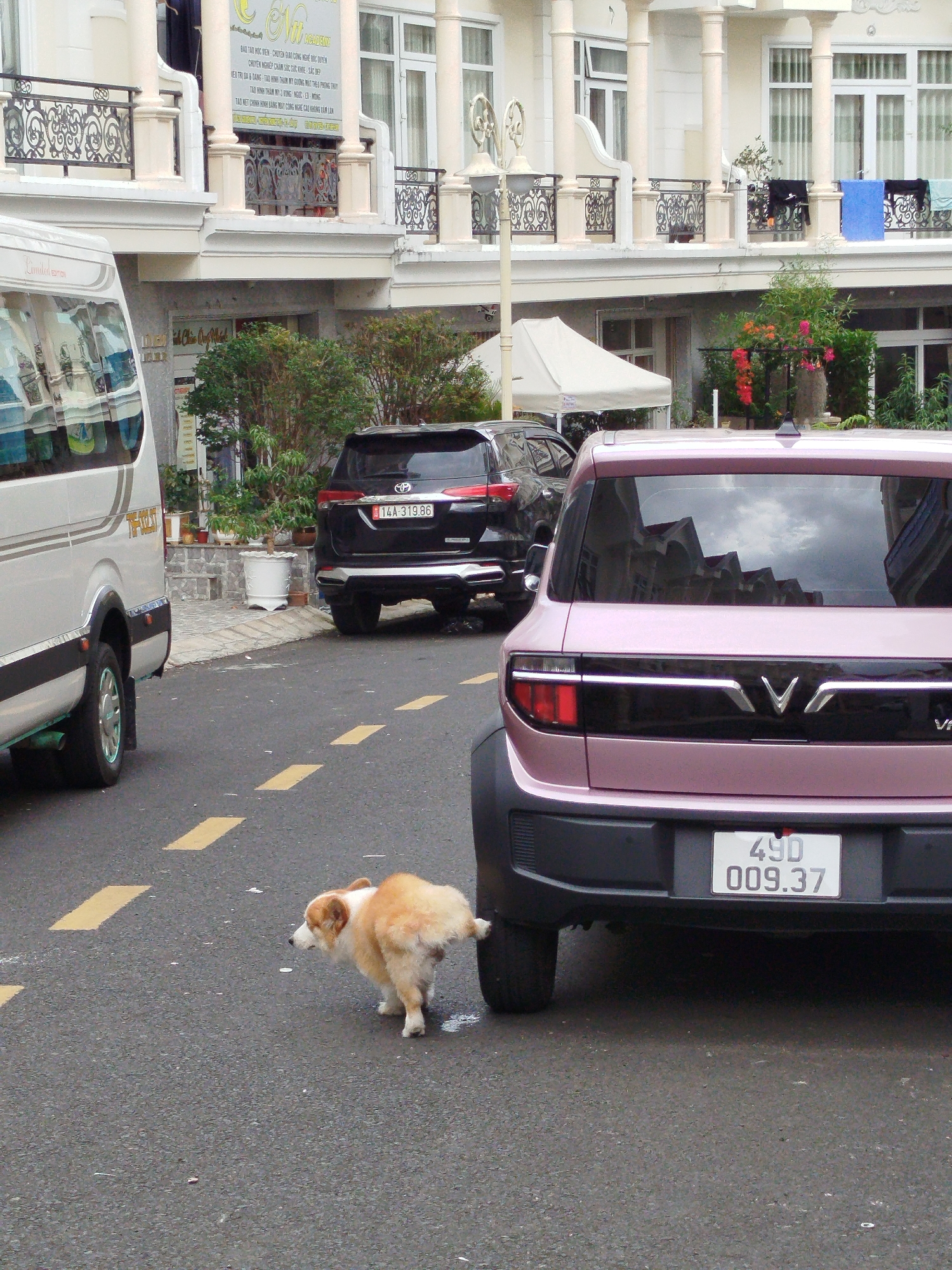 Corgi spotted roaming Da Lat streets in early morning hours