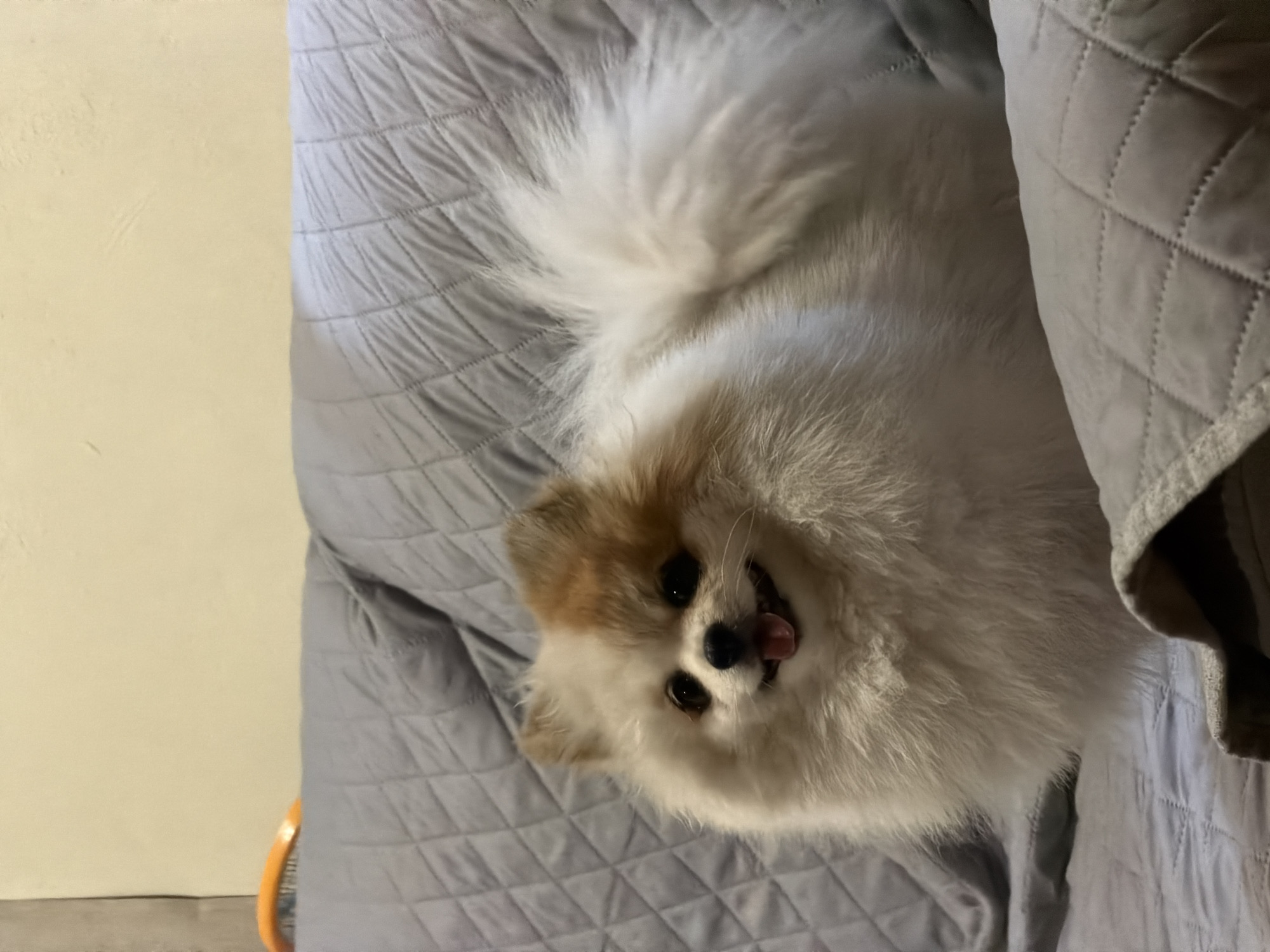 Pomeranian dogs rest and play on couch in Cuautla