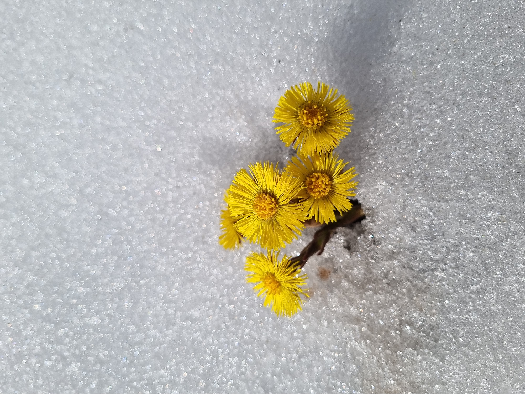 Early spring coltsfoot flowers bloom near Kemul, Russia