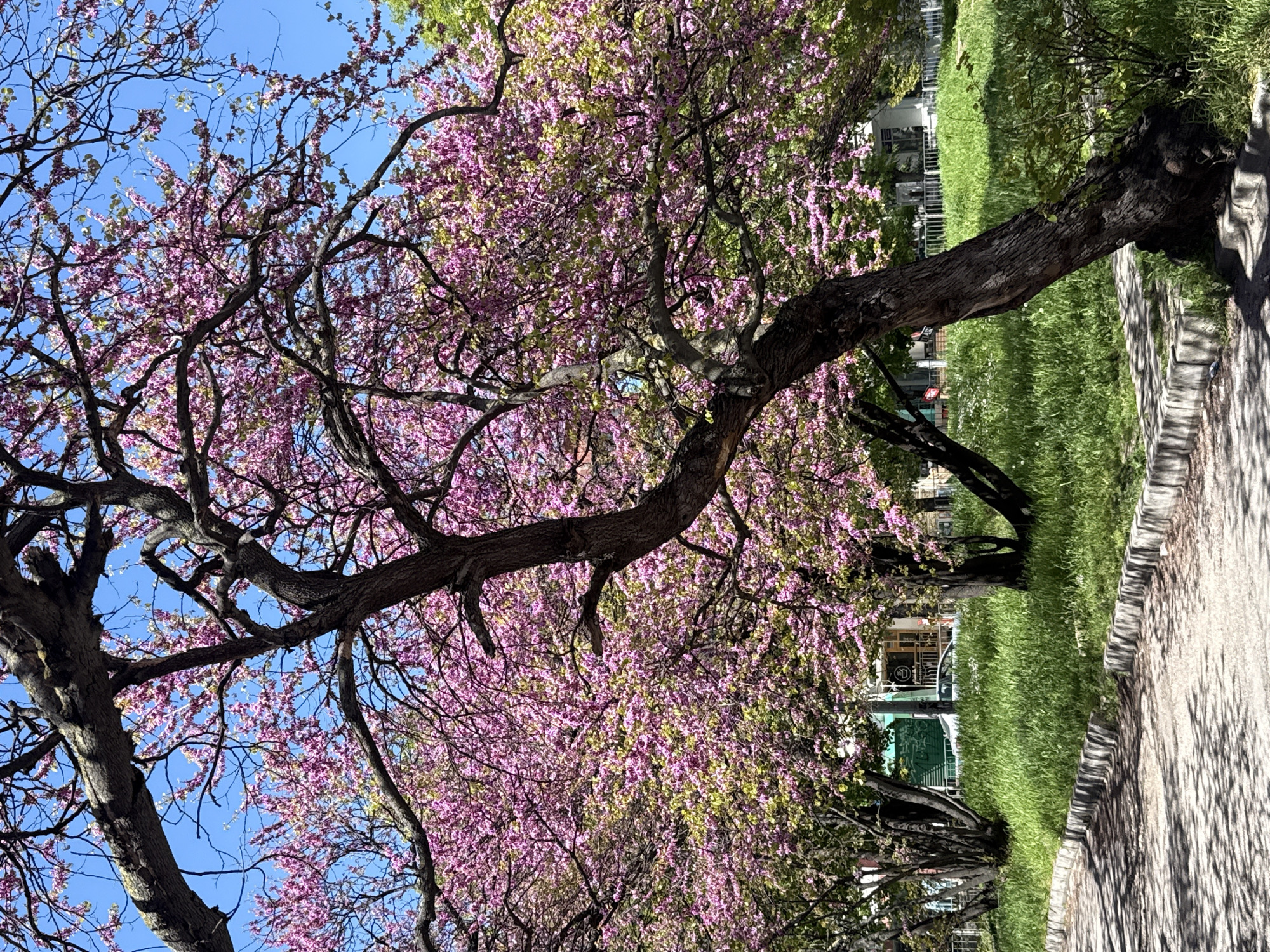 Spring blooms frame quiet street scene in Varna