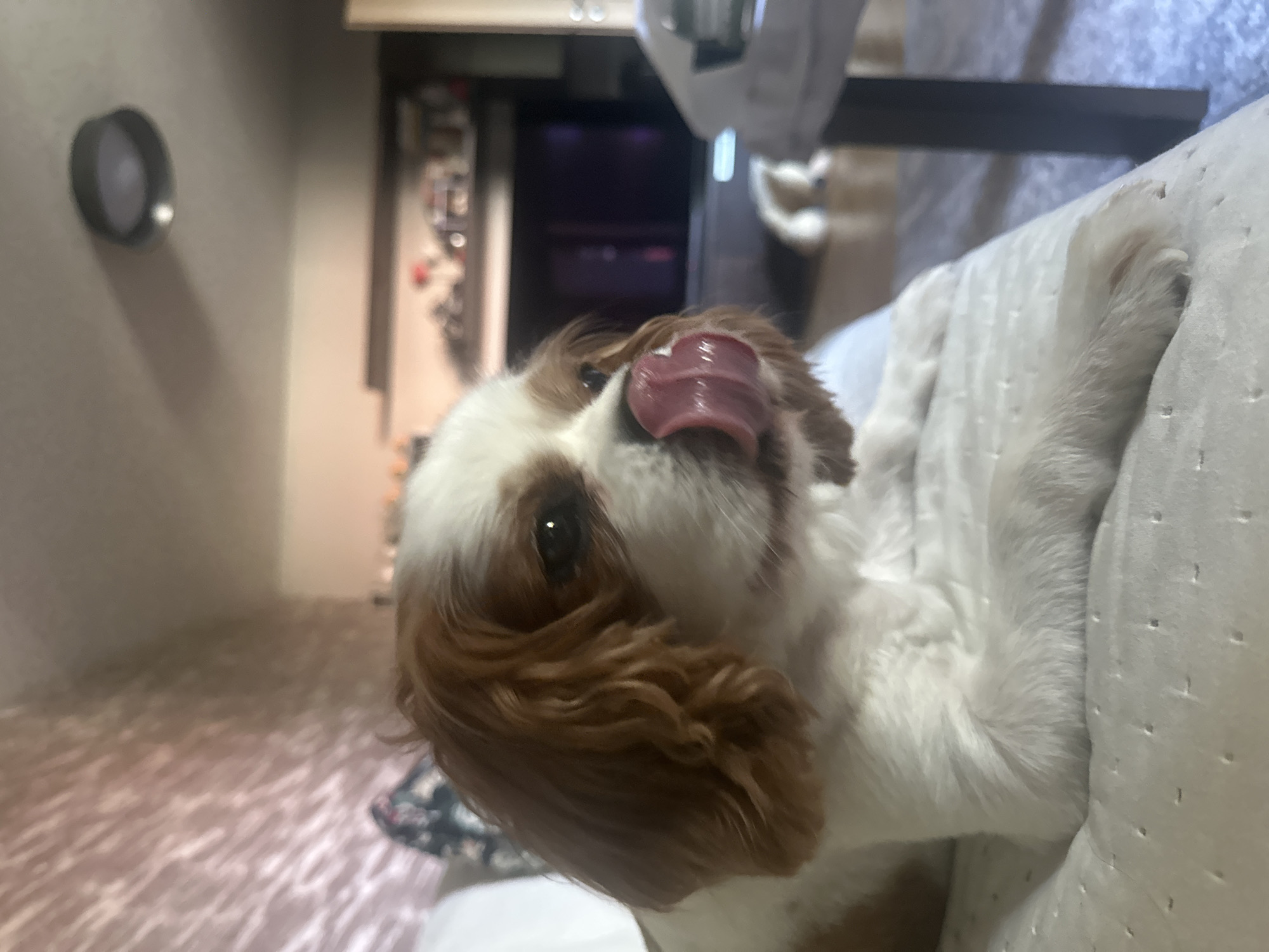 Dog on the couch, orchids on the sill — a Plovdiv home