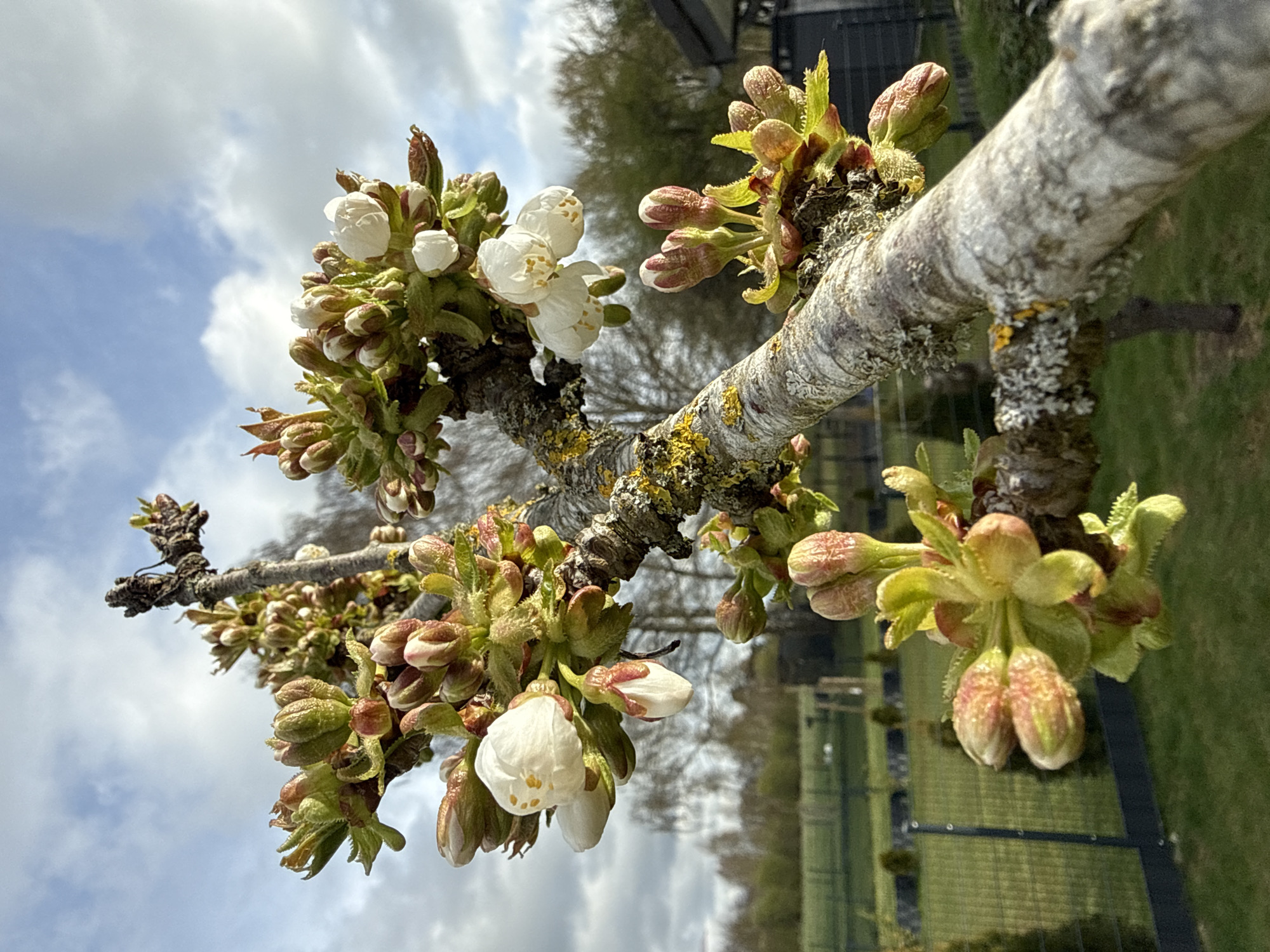 Spring morning activities documented in Junglinster, Luxembourg