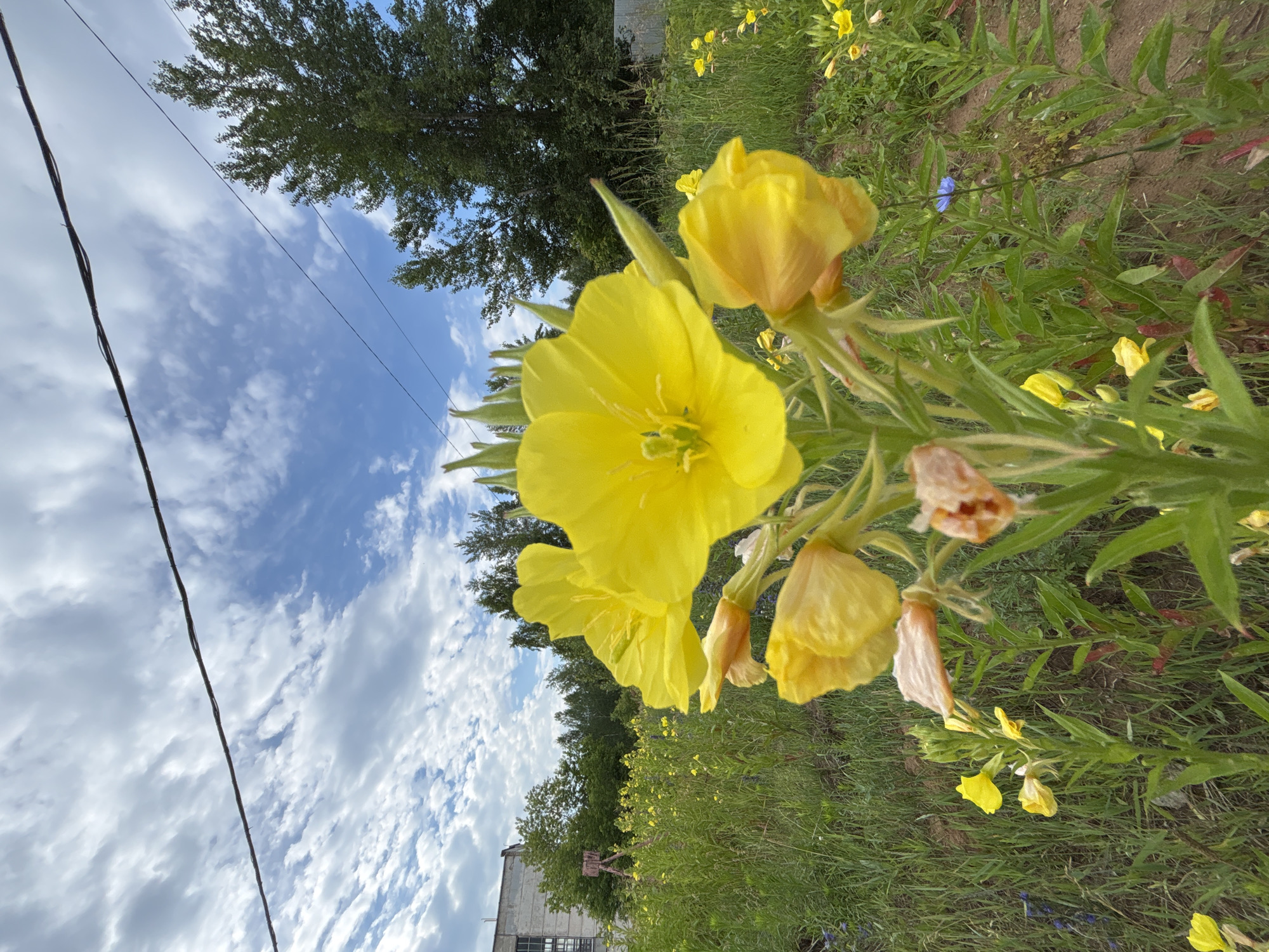 Lazy summer morning in Chaikovsky, cats and cloudscapes included
