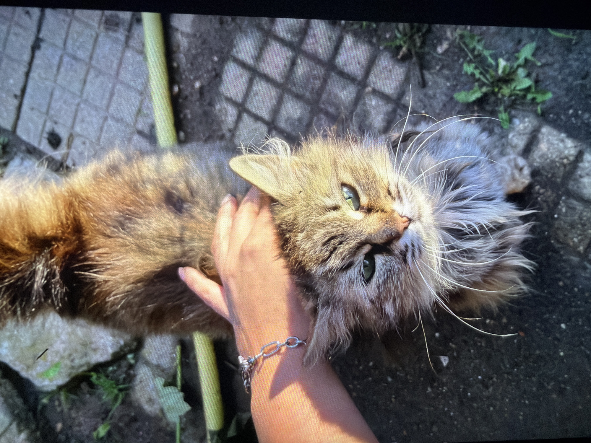 Evening nature documentation captures spring flowers and tabby cat