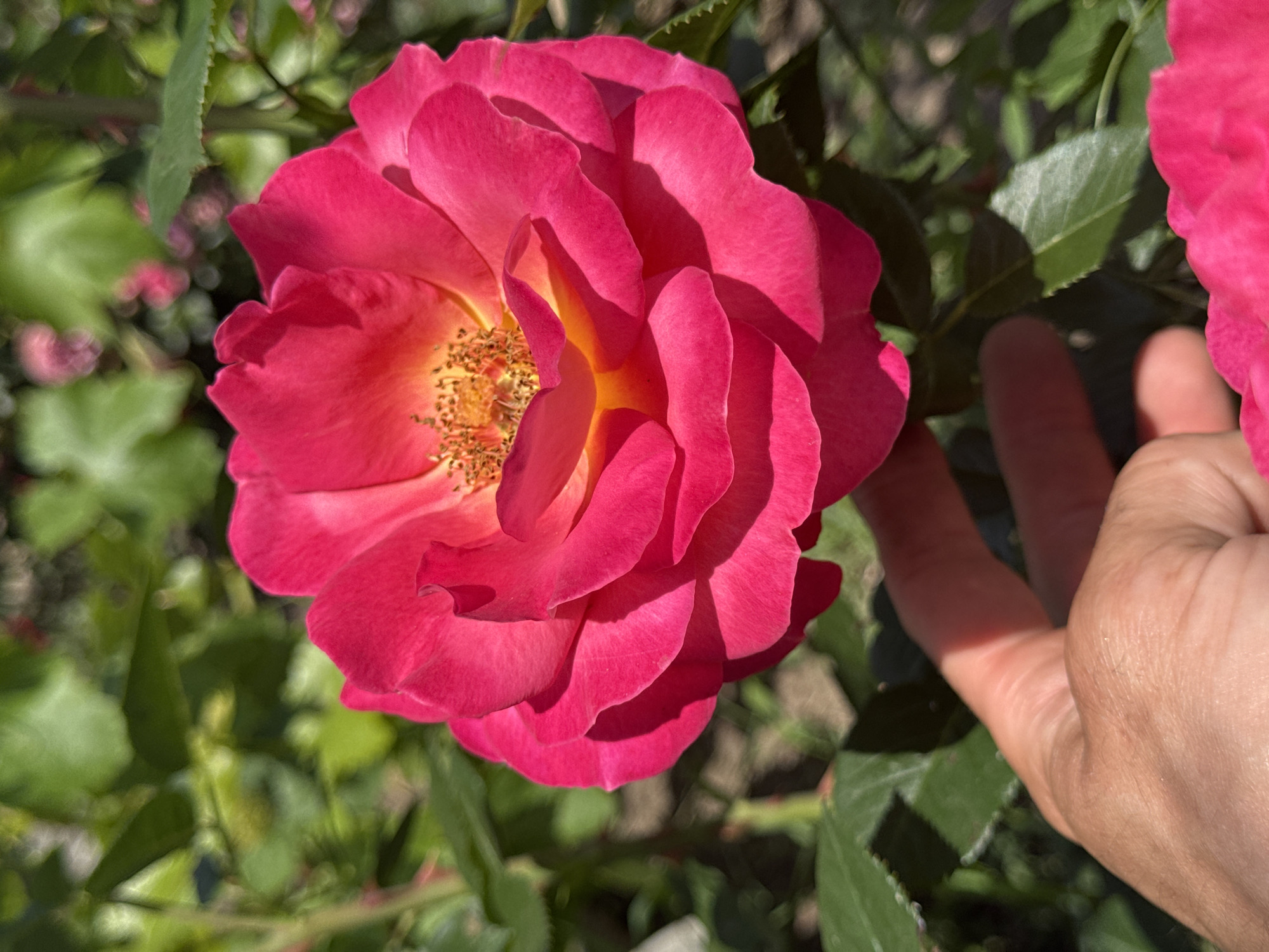 A sunny morning in a yard — roses, farm animals, and kids