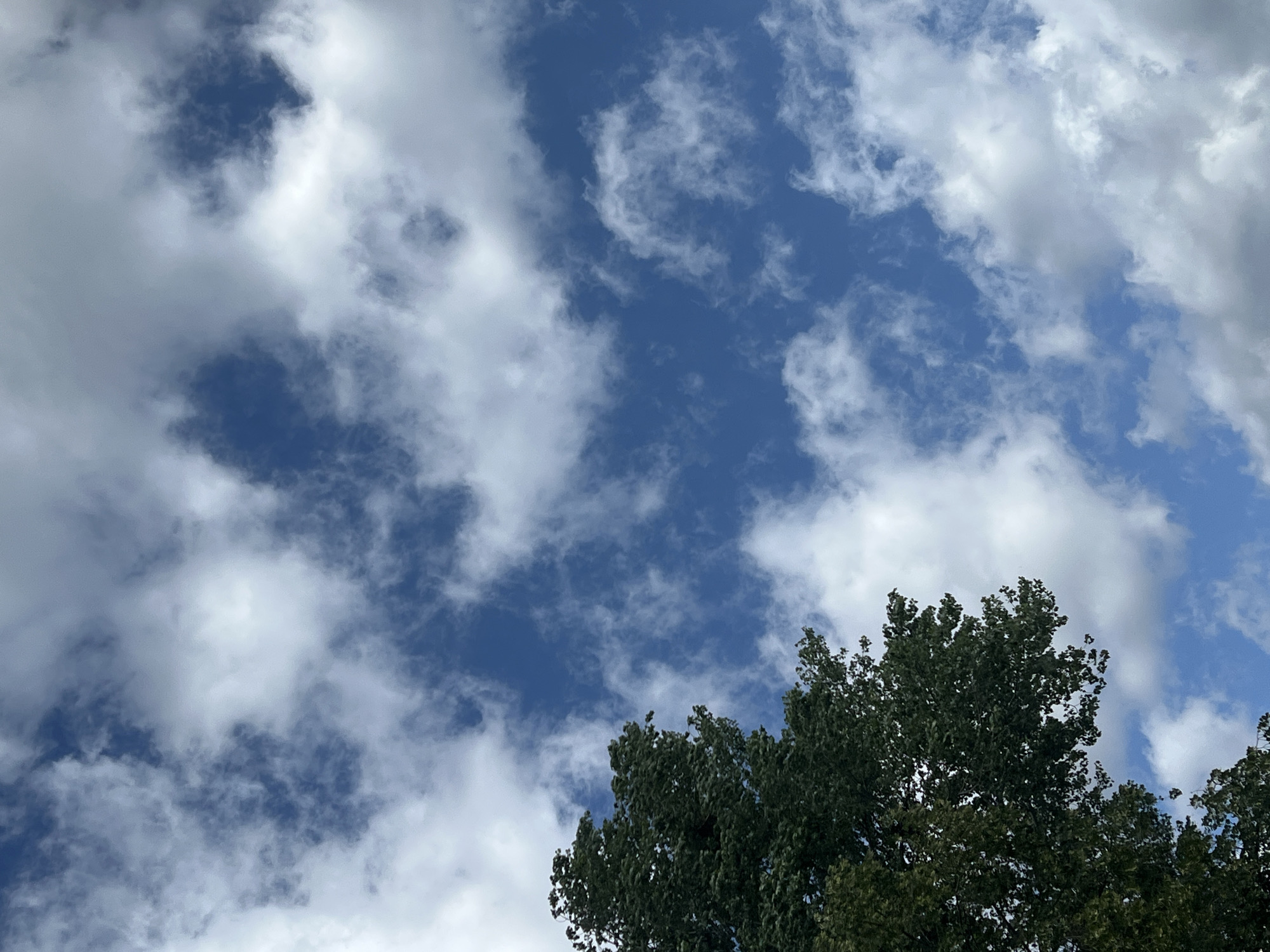 Looking up through Warsaw park trees on a cloudy summer morning