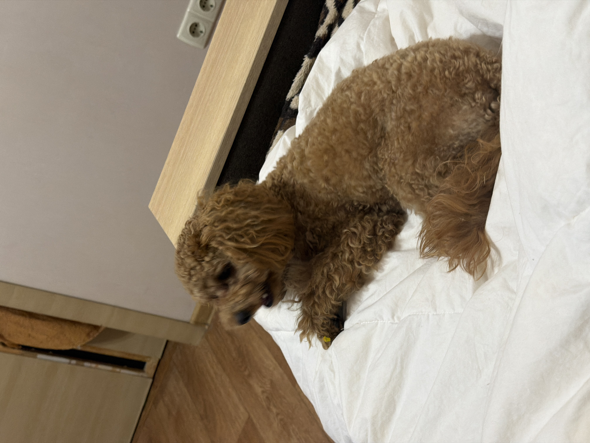 Cozy Kyiv apartment evening with a poodle and news on TV