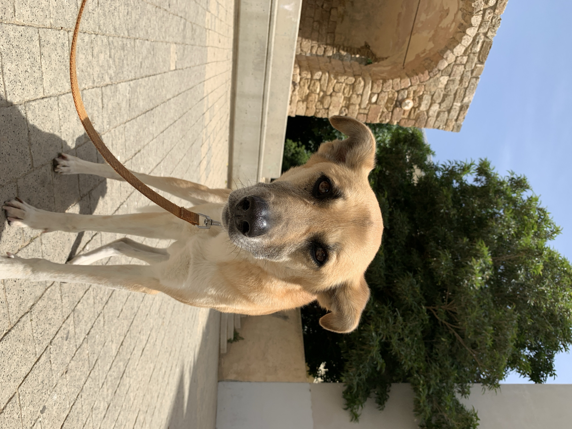 Curious tan dog spotted on Tel Aviv sidewalk