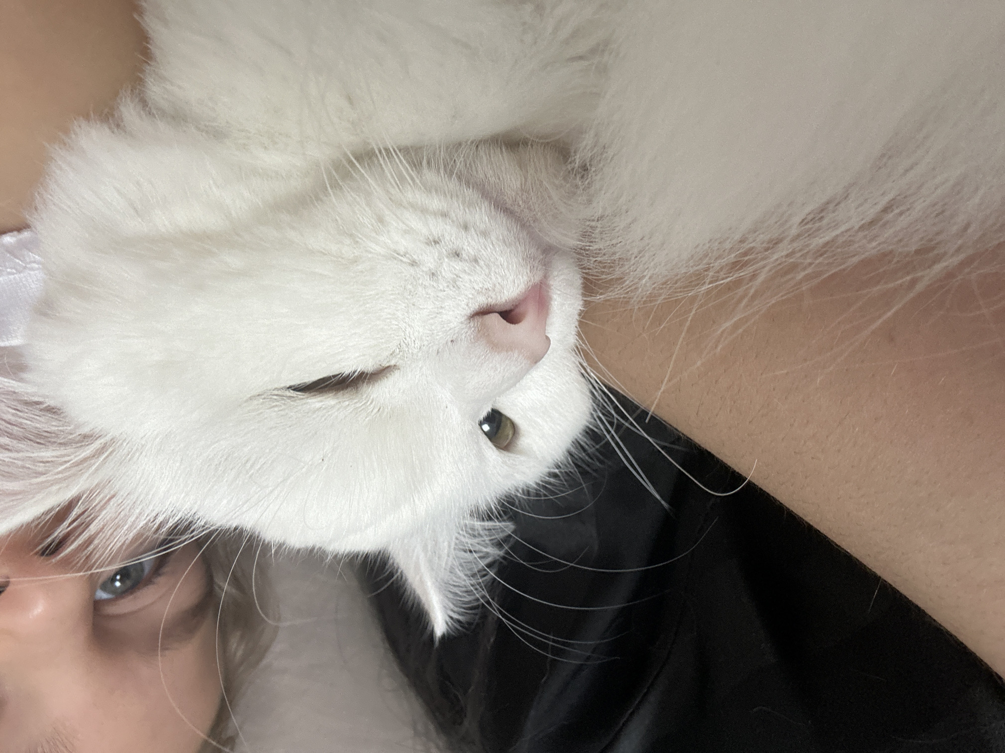 Girl and white cat share quiet moments in Saratov
