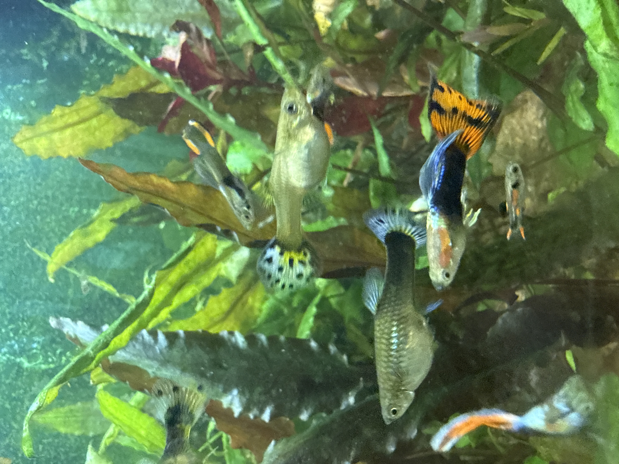 Guppies, a cat, and a sunlit aquarium in a Rovaniemi home