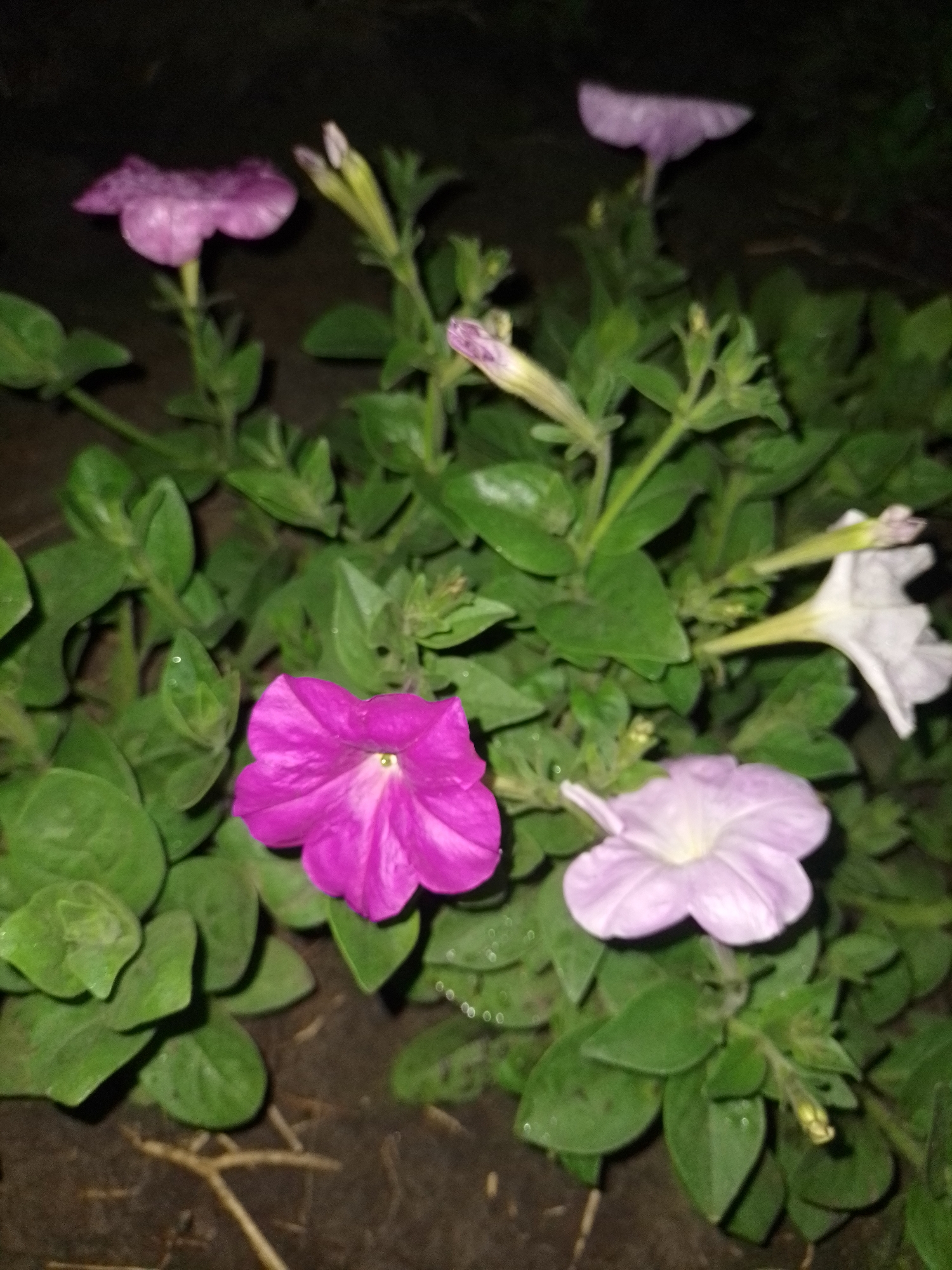 Evening wildlife and domestic animal activity documented in Ukrainian town