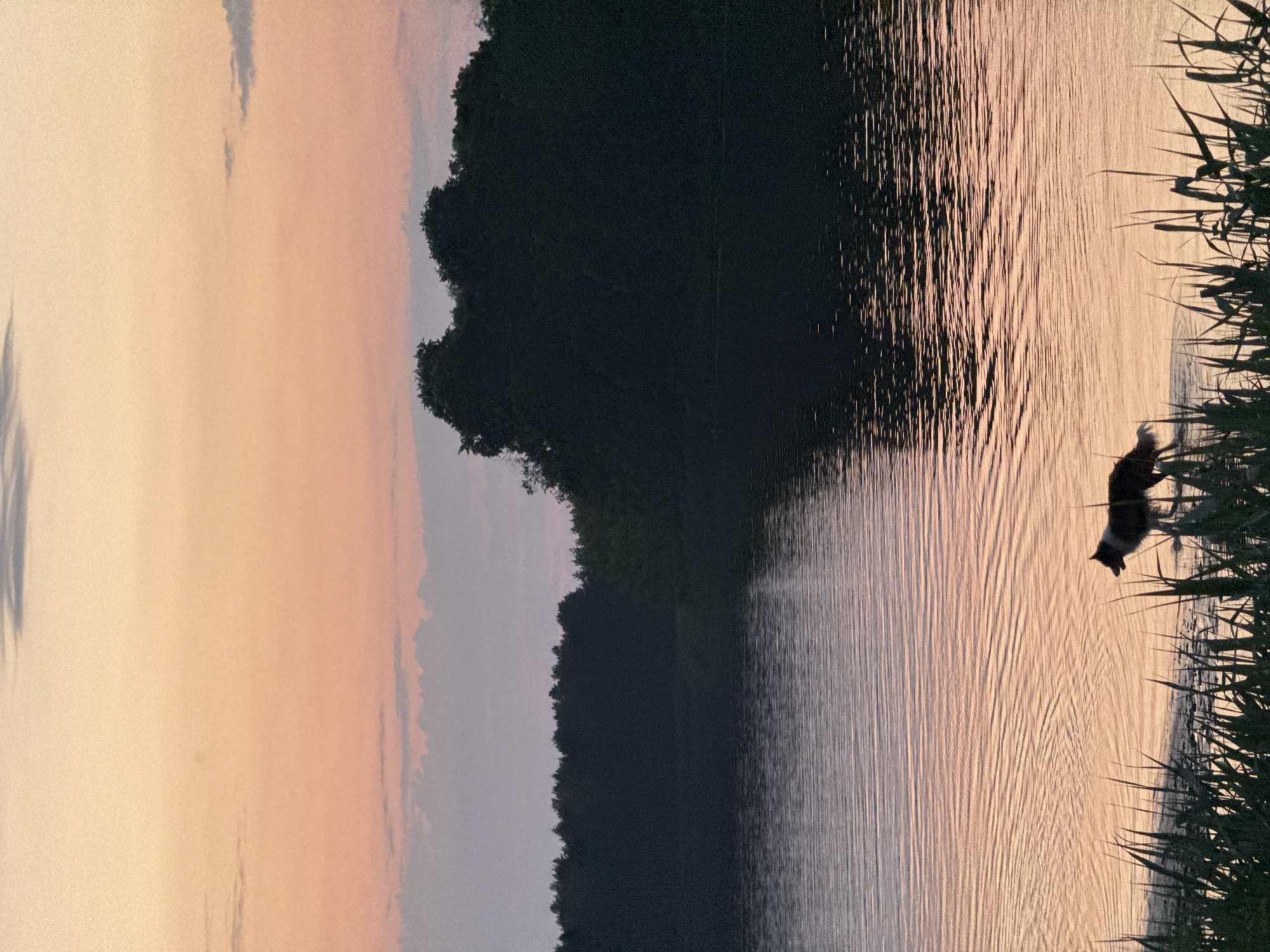 Dog wading at sunset on the Gauja River, Carnikava