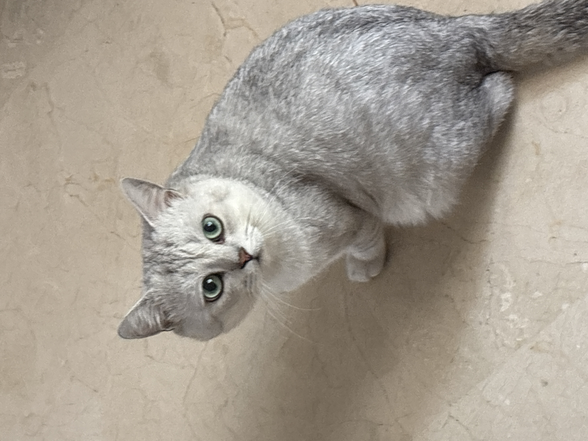 Cats, a dog, garden scenes, and a meal out