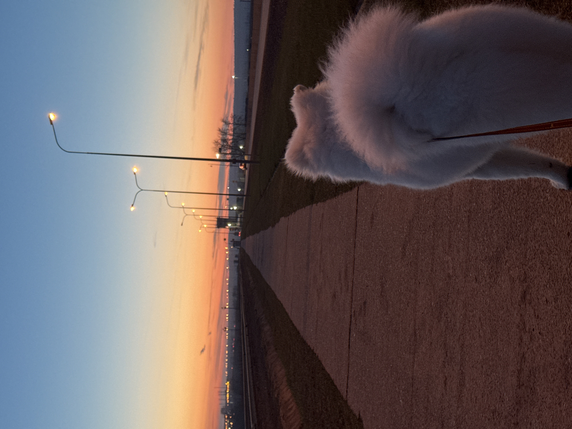 Evening dog walk captured during twilight in Chaikovsky, Russia
