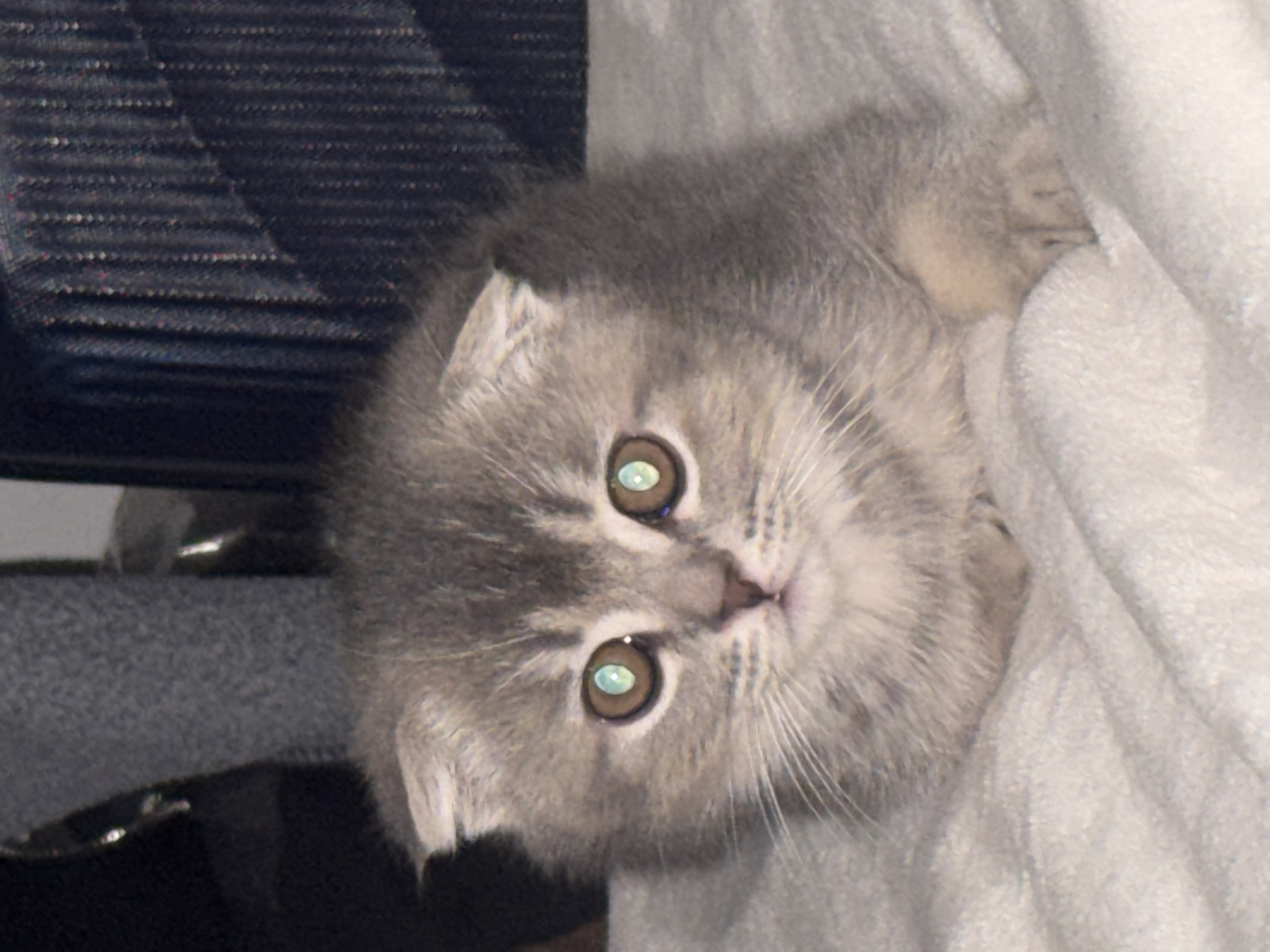 Scottish Fold kitten photographed resting on blanket in Strasbourg