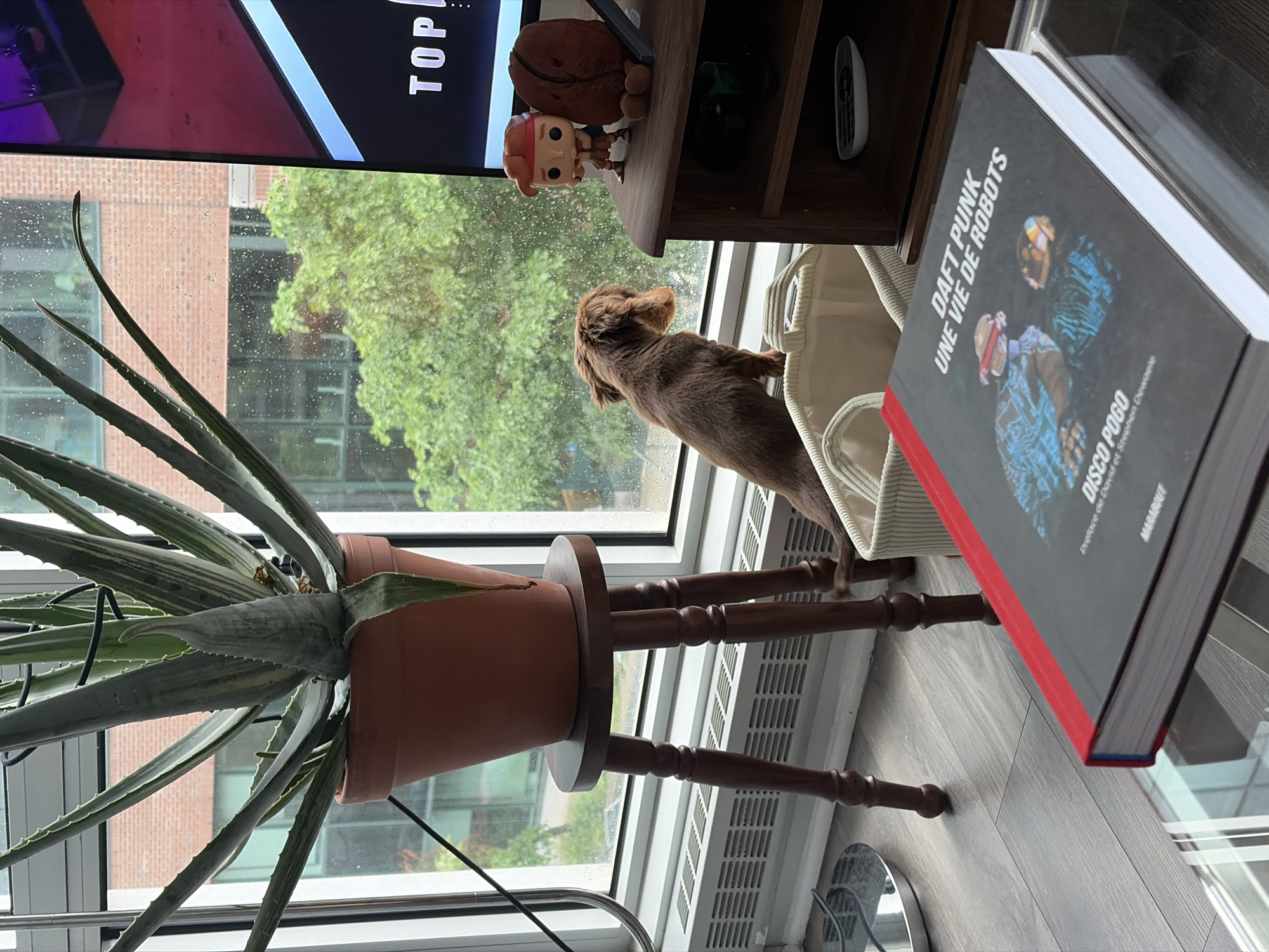 Montreal resident enjoys quiet breakfast with lattes during overcast morning