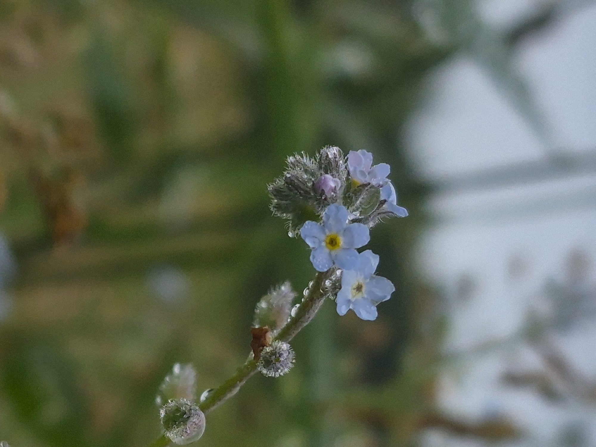 Dew-soaked wildflowers and moody forest edges in rural Estonia