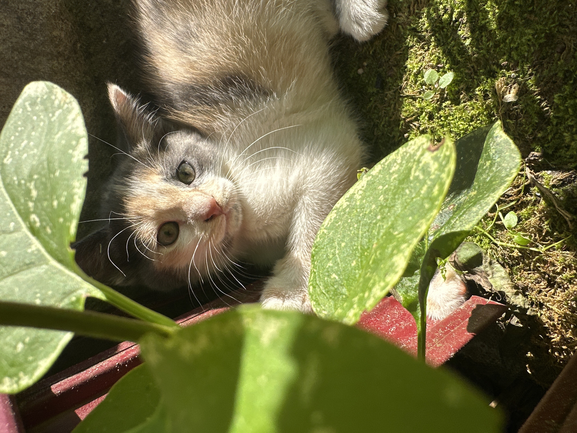 Kittens explore a mossy garden corner in Vilnius