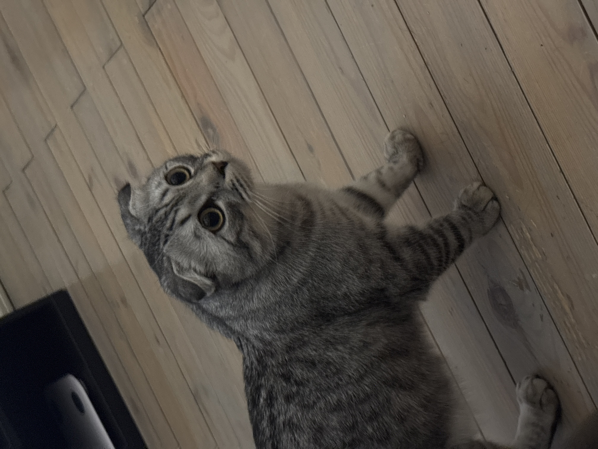 Cat watches soccer match on TV in Perm home