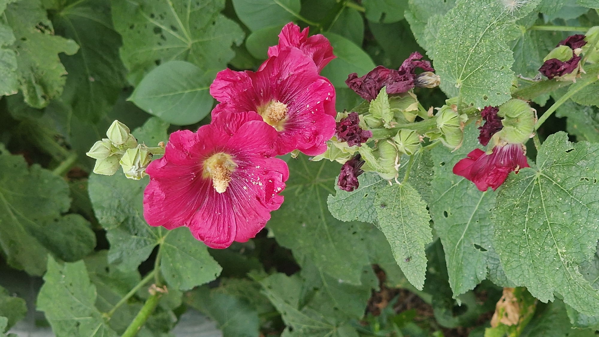 Summer afternoon in Kostanay: gardens, streets, and indoor keepsakes