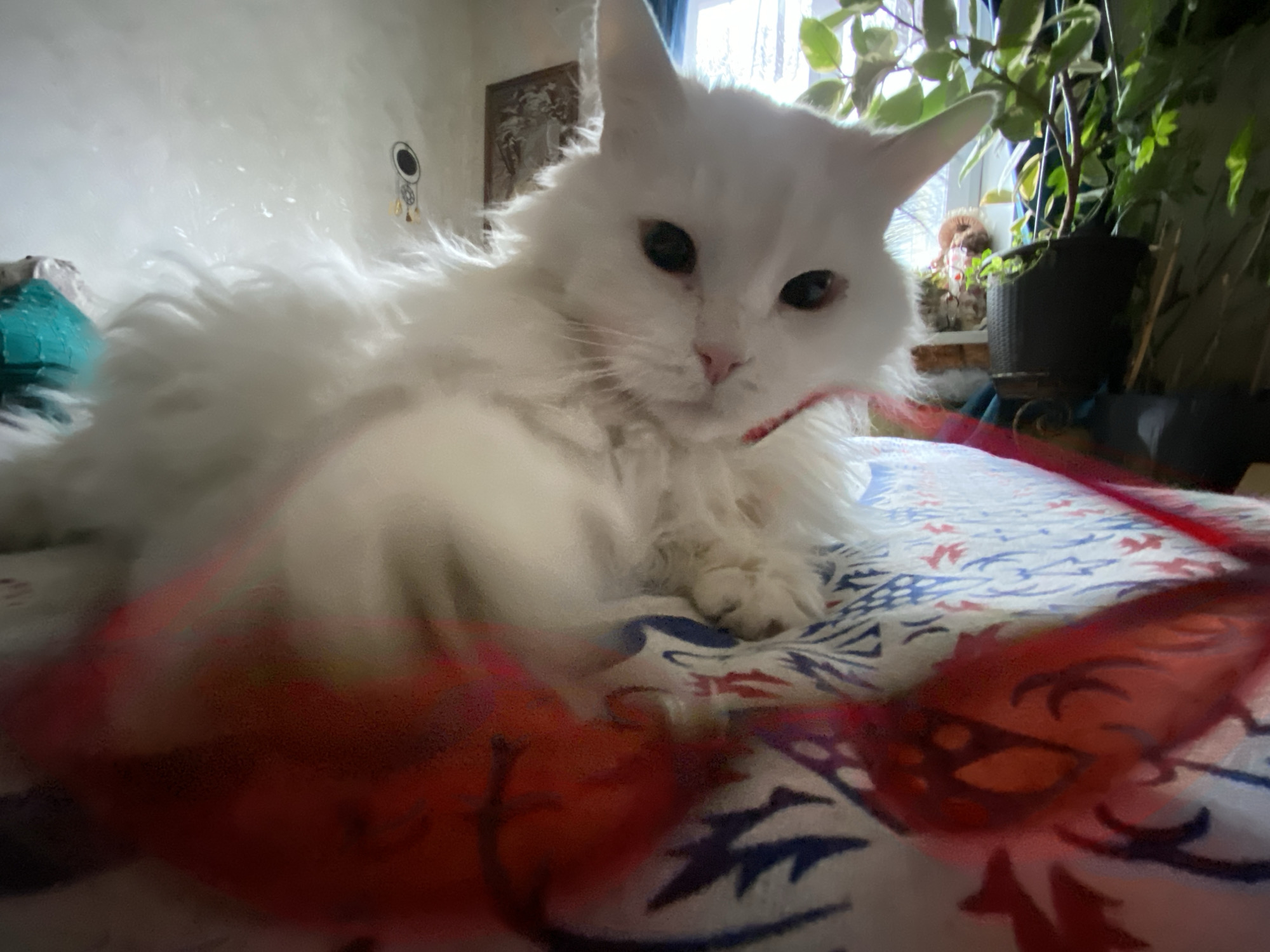 White cat plays with red toy on bed in Khimki