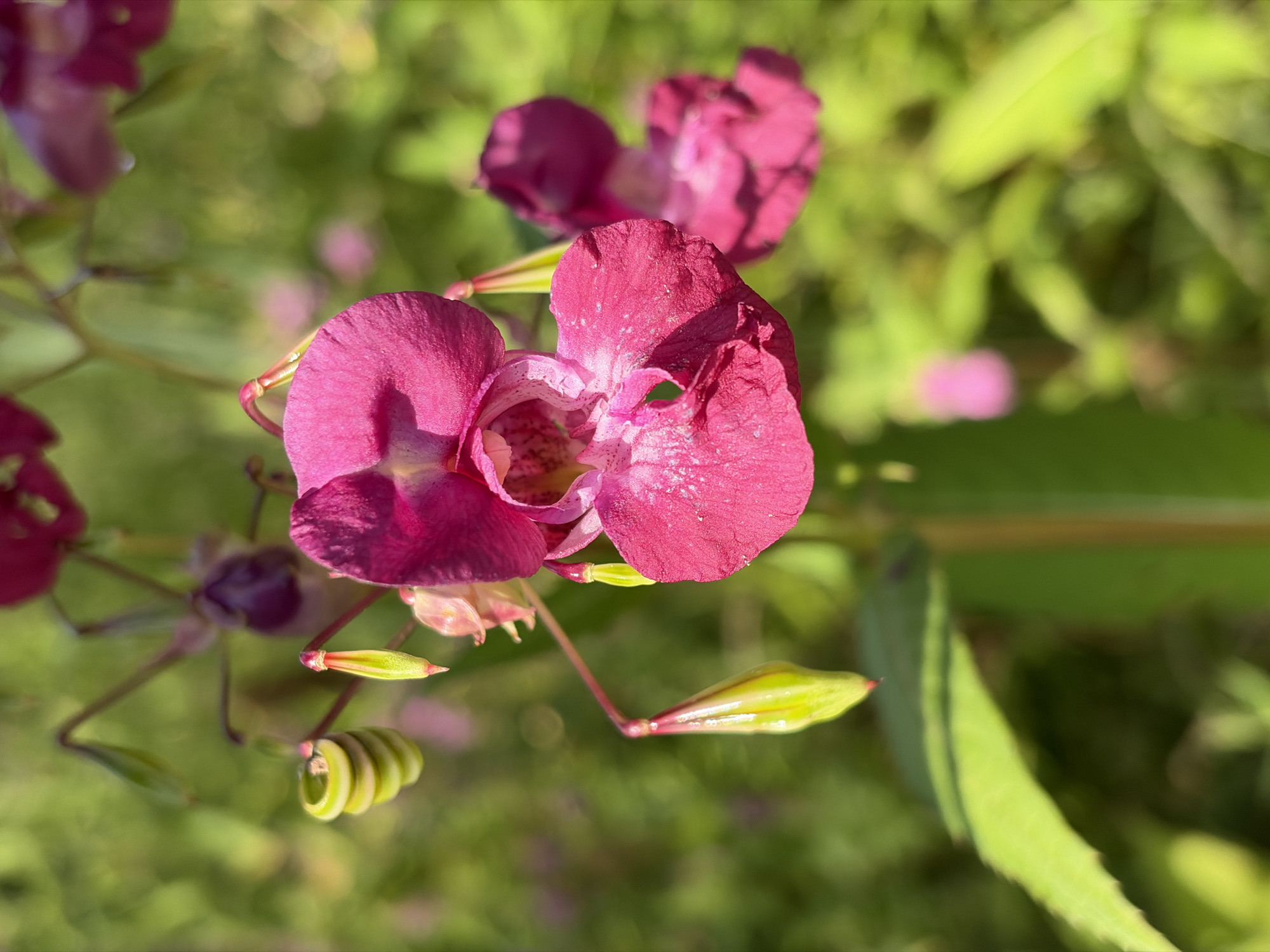 Afternoon nature walk along Khimki waterfront, August 2026