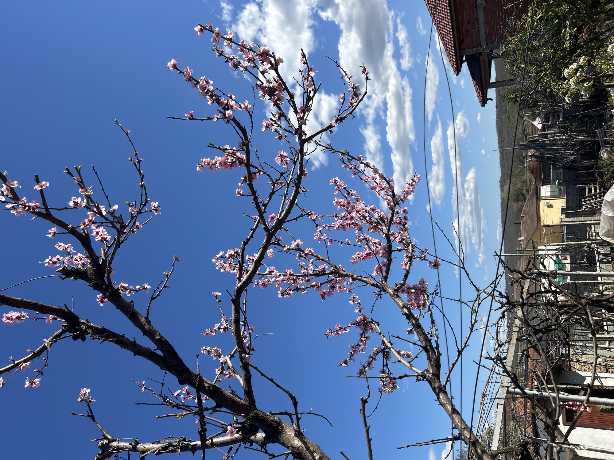 Spring scenes documented in Bulgarian village include blossoms, stonework