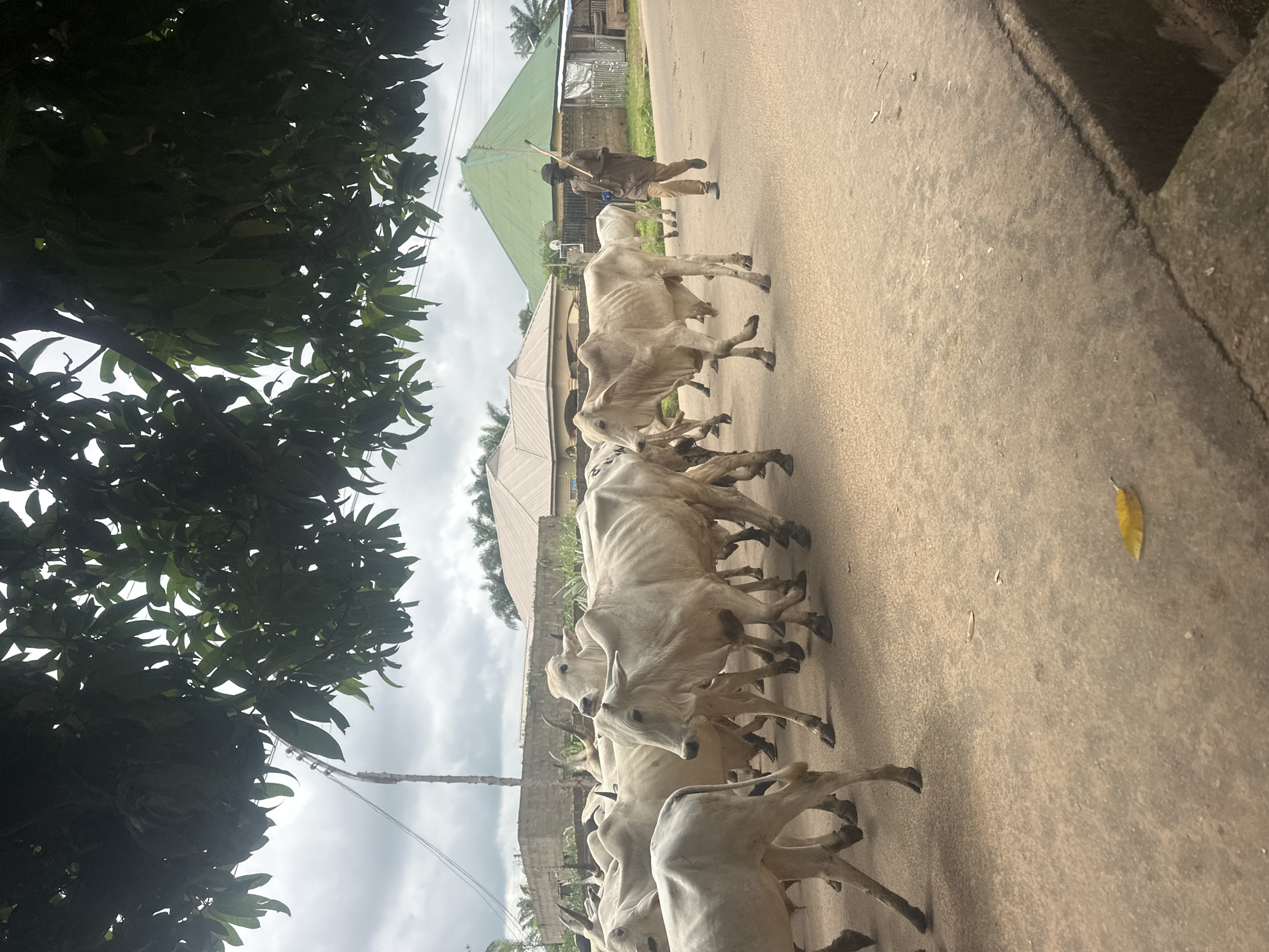 Morning street life across Akwanga, Nigeria — markets, cattle, and schoolyards