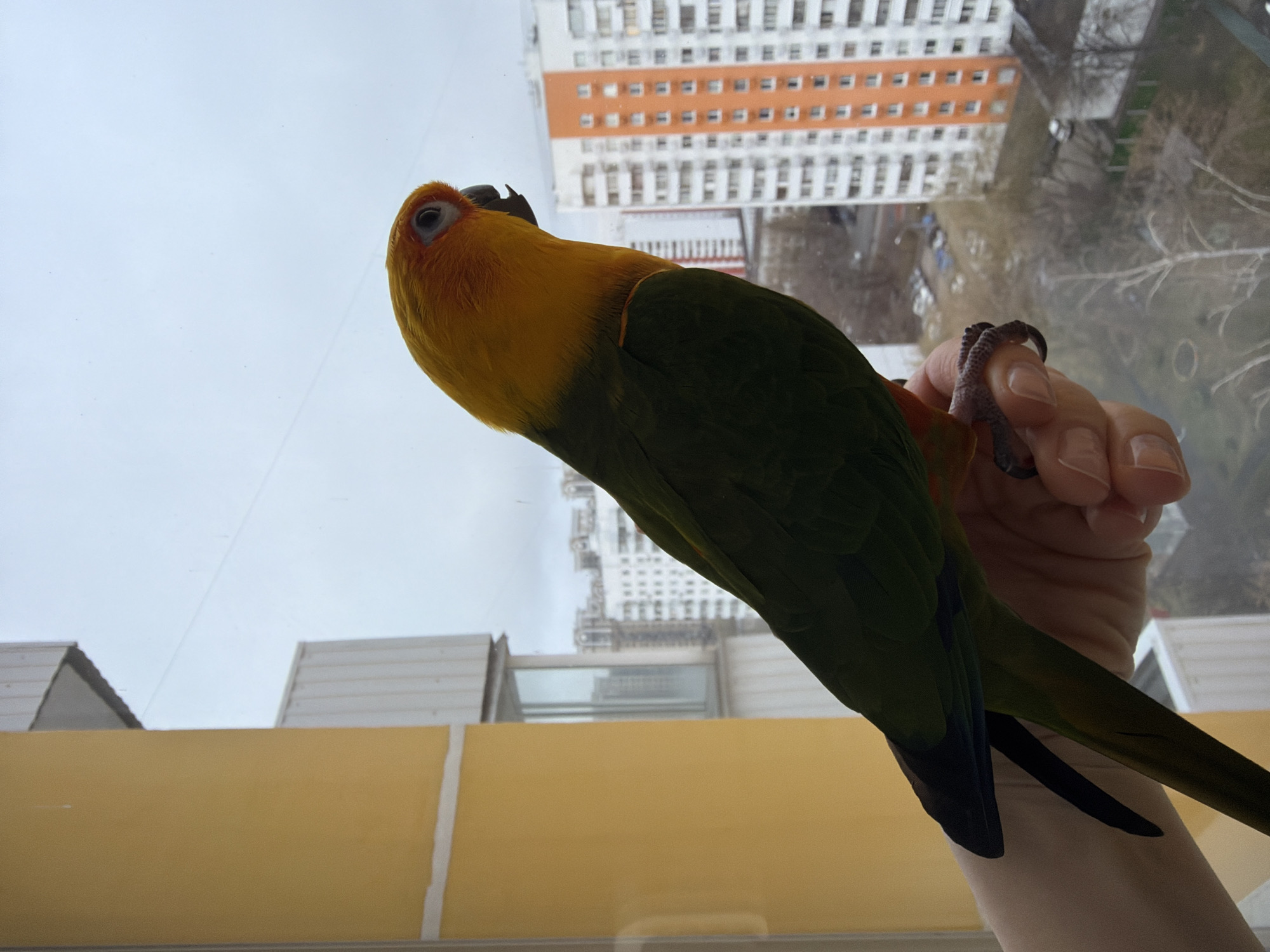 Sun conure perches on hand in Khimki home