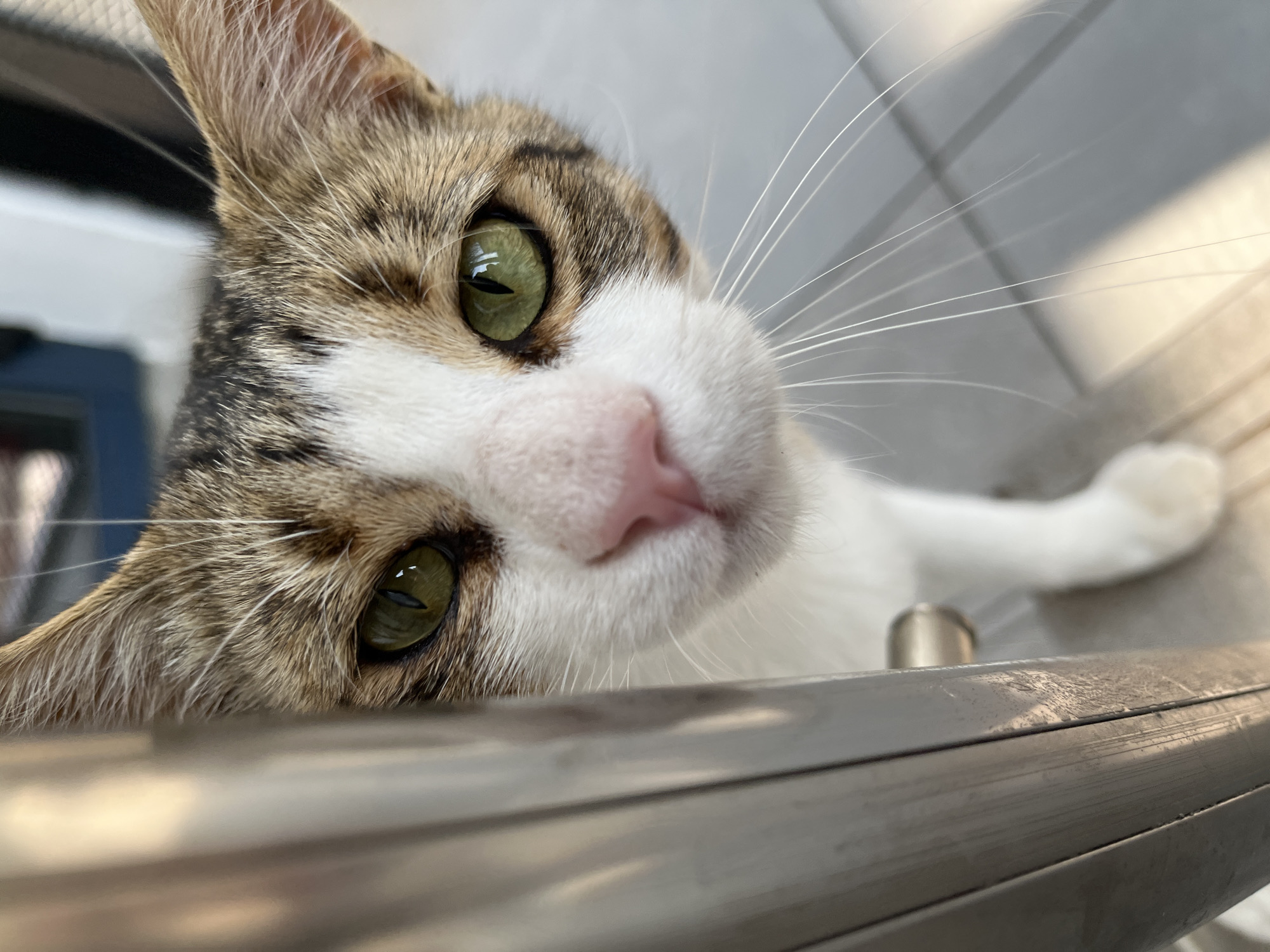 Green-eyed tabby cat photographed up close in Shumen