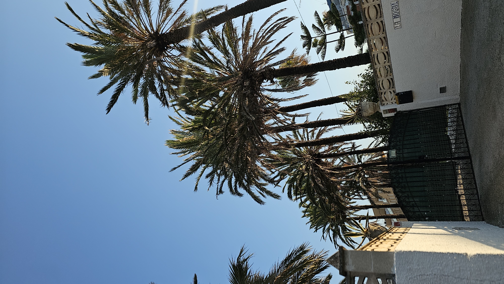 Palm-lined streets and everyday scenes in Les Marines, Spain