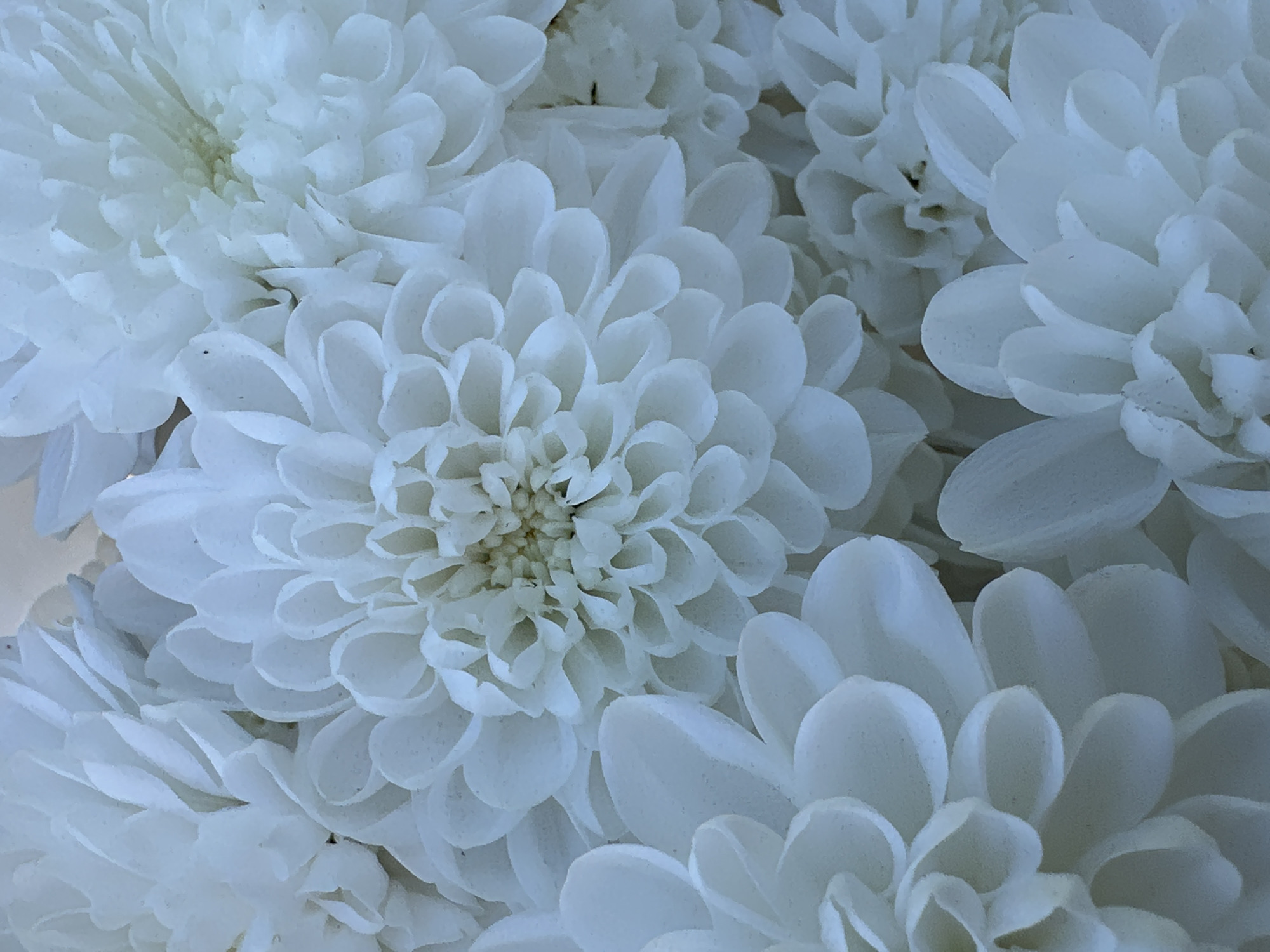 Summer skies, flowers, and a casual Russian seasonal greeting