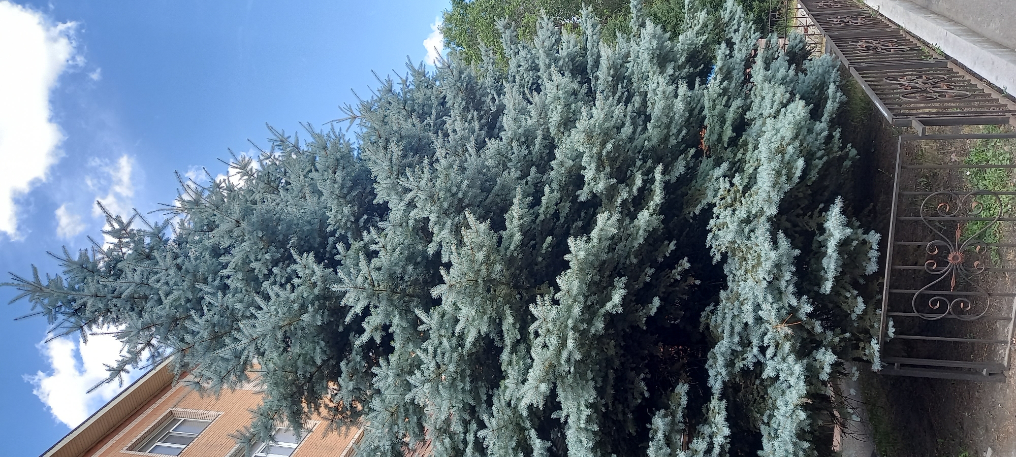 Trees and summer flower beds around Karaganda city