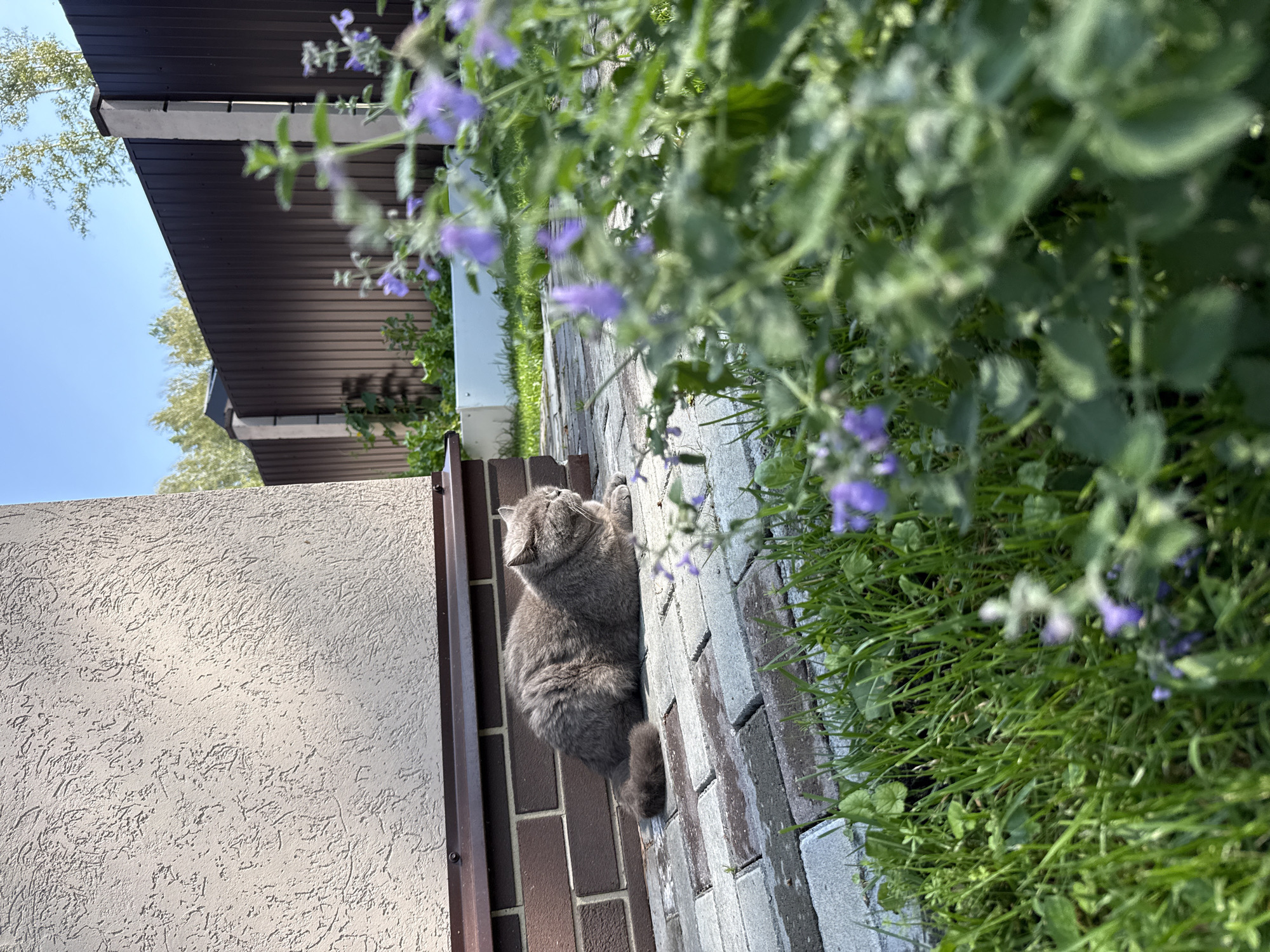Cat napping in a Russian garden full of summer flowers